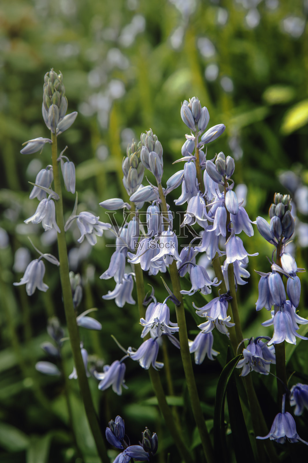蓝铃花盛开照片摄影图片