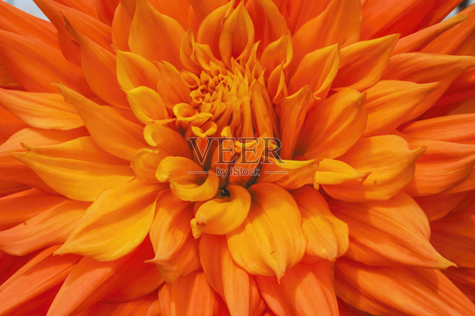 华盛顿贝尔维尤的橙色阿尔弗雷德C巨型大丽花照片摄影图片