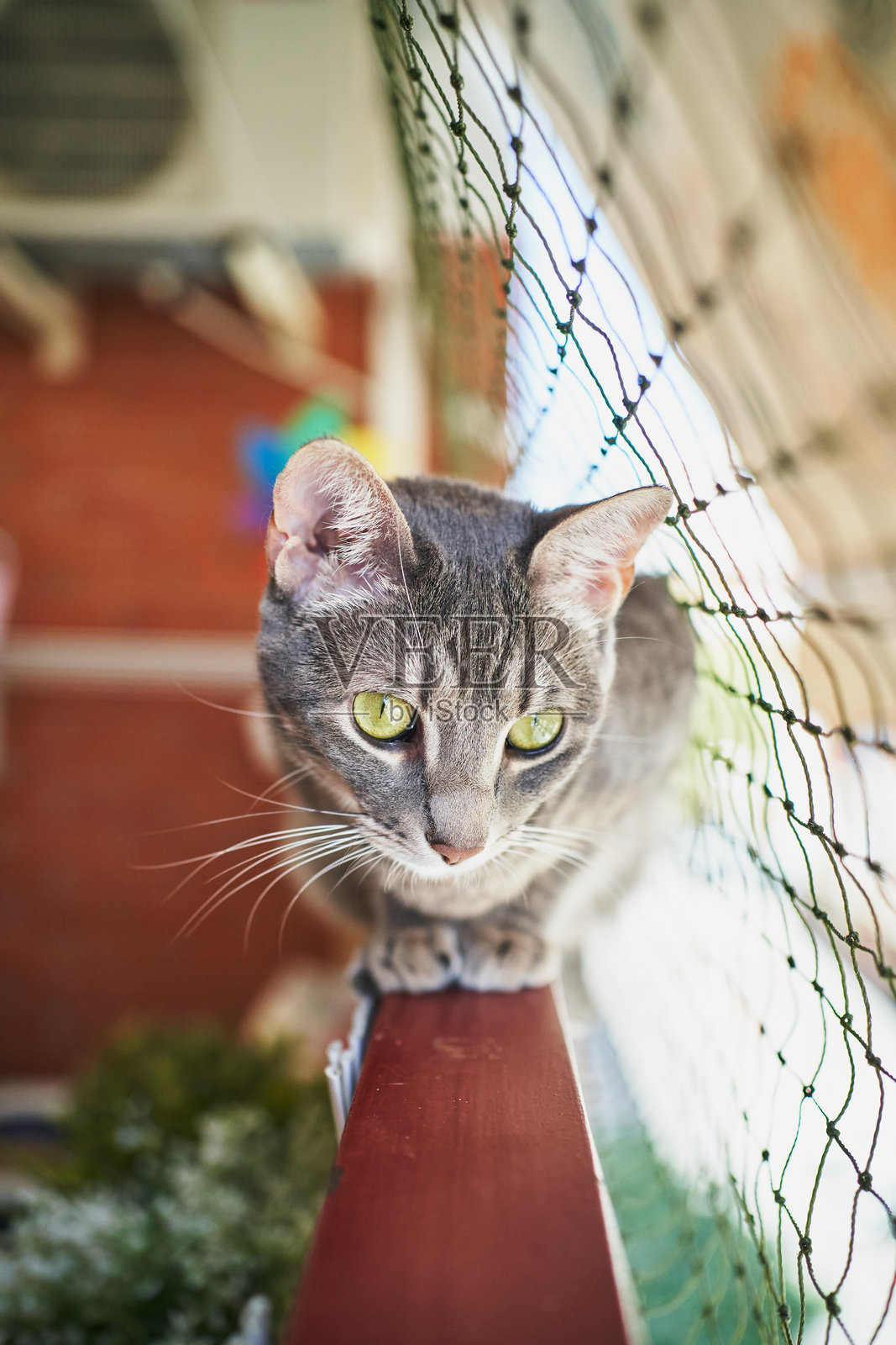 猫坐在阳台栏杆上，观察周围环境照片摄影图片
