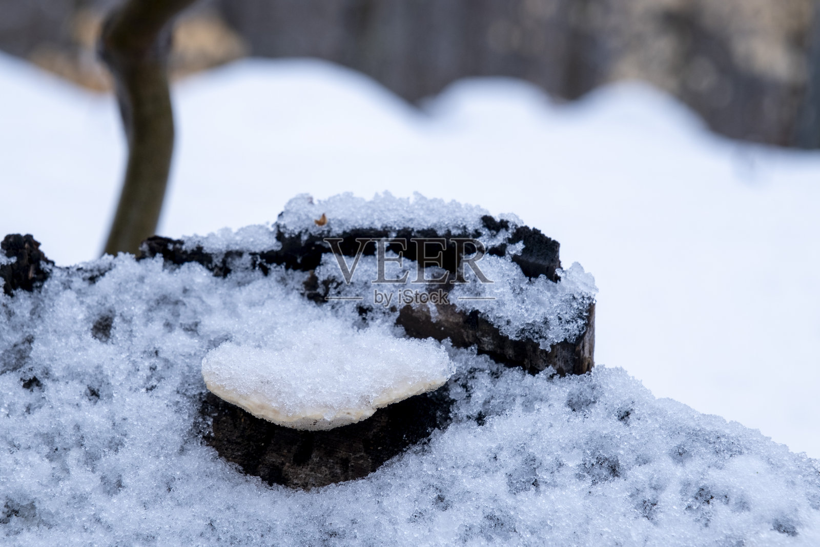 勒瓦尔·大卫，魁北克省照片摄影图片