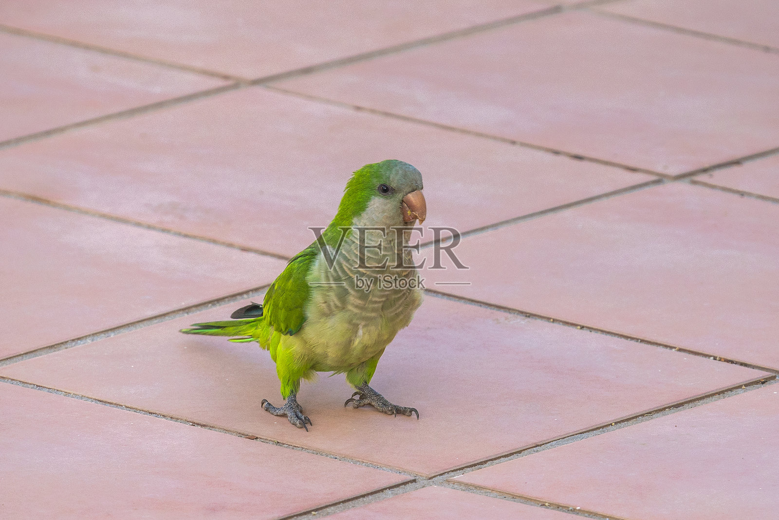 一只生机勃勃的绿色鹦鹉站在淡粉色的瓷砖表面上，阳光下它的羽毛闪闪发光。一个迷人的特写镜头。照片摄影图片