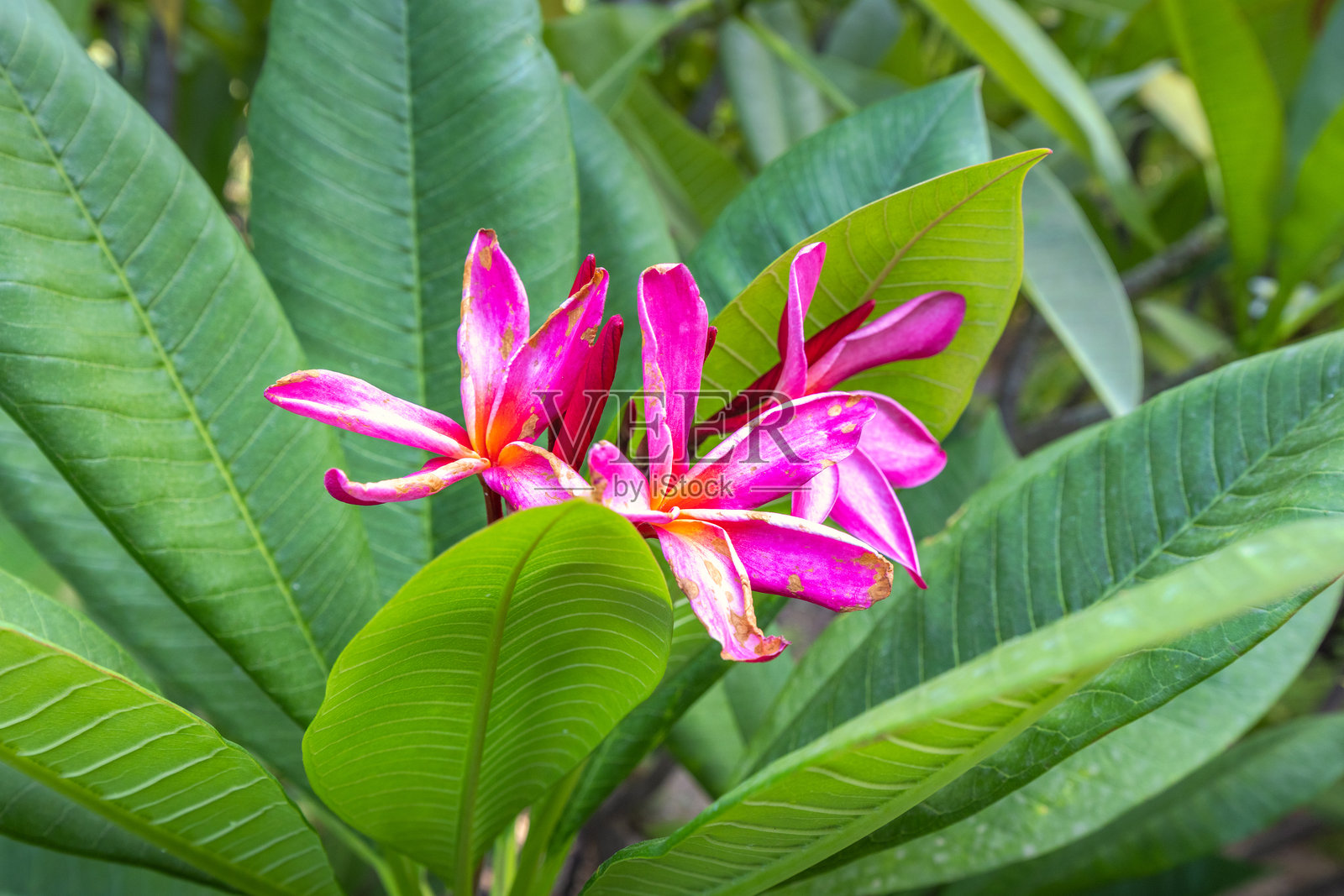 西班牙安达卢西亚马拉加市的历史植物园拉孔塞普西翁。鲜艳的粉色花朵在郁郁葱葱的绿叶中绽放。照片摄影图片