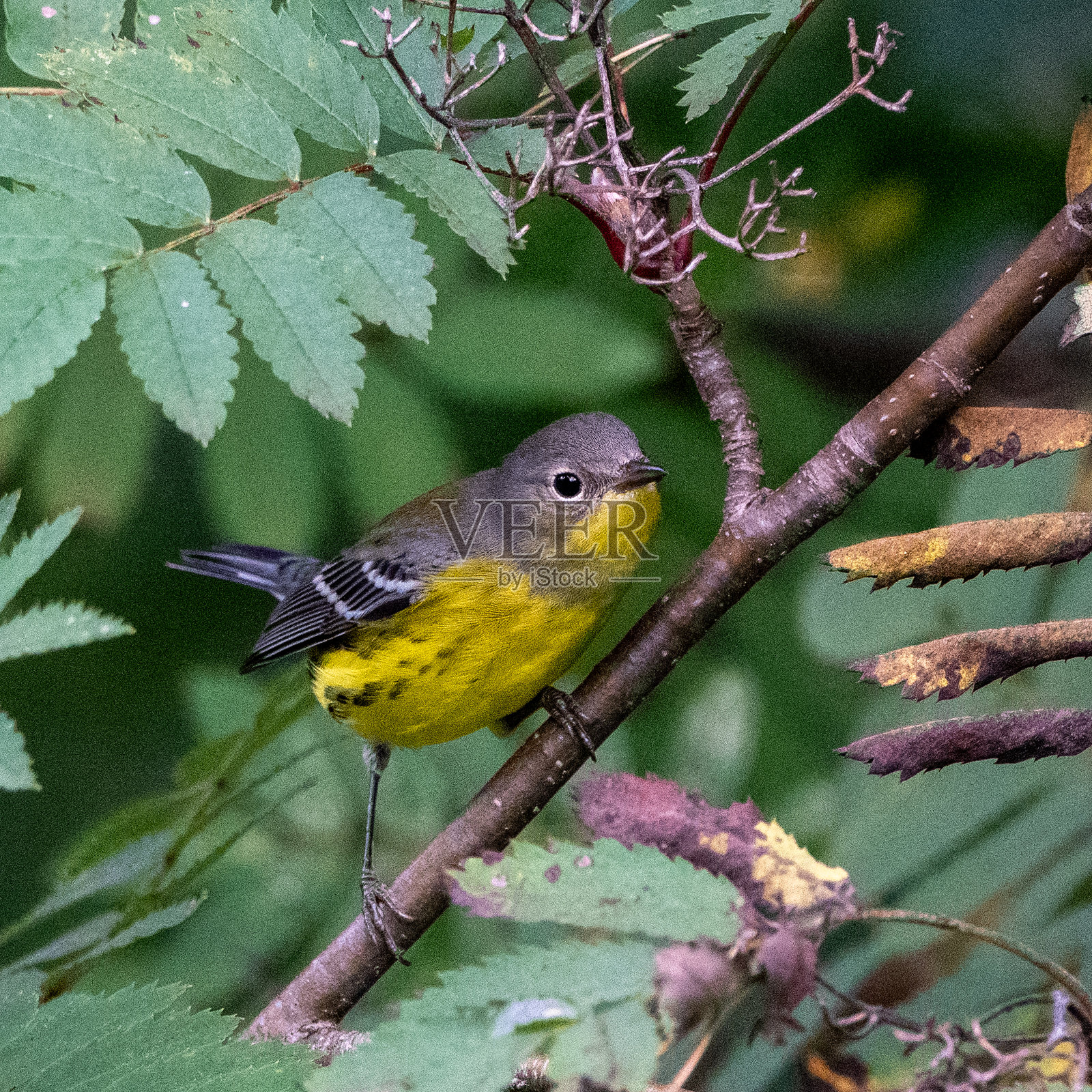 木兰鹀窥视照片摄影图片