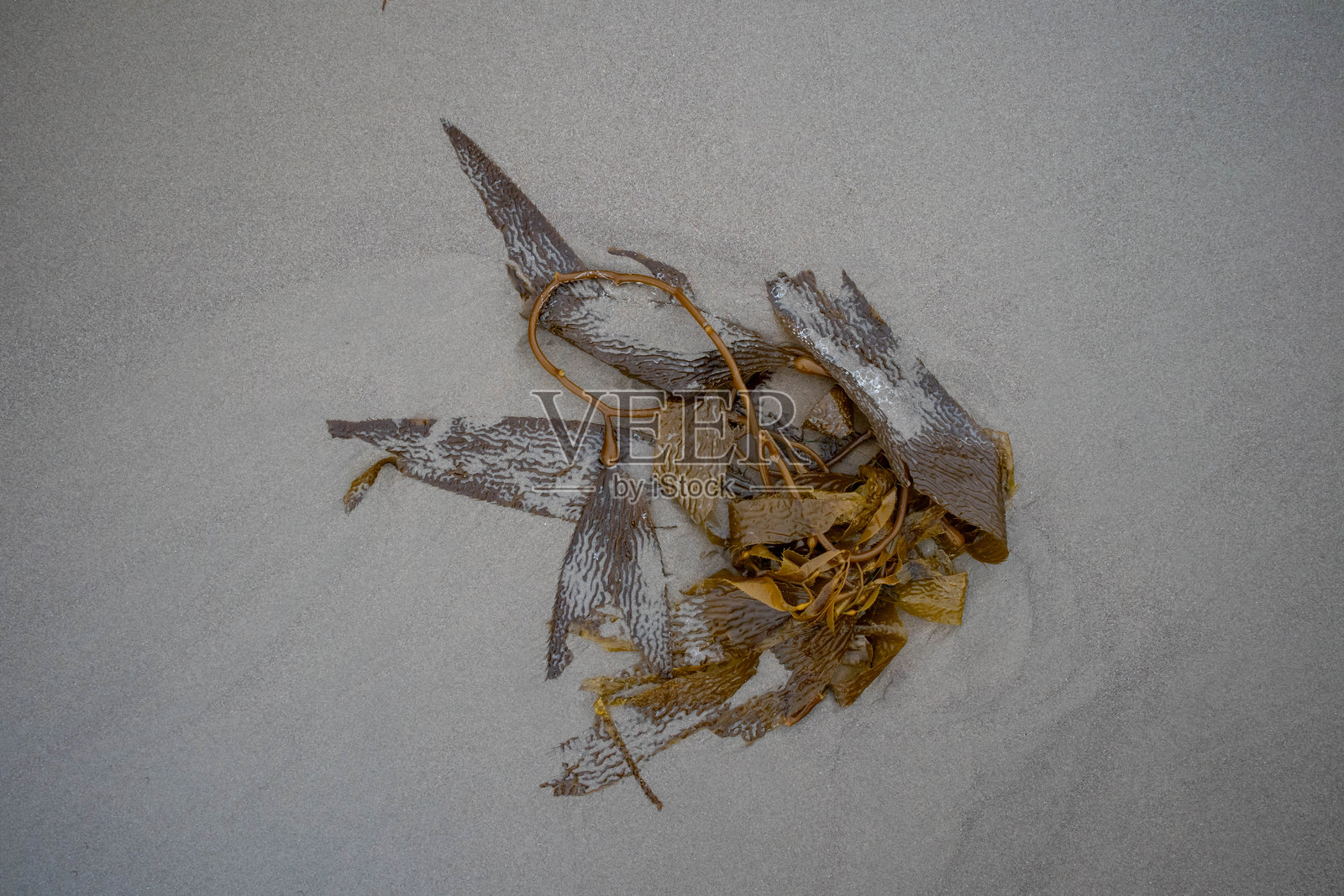 俯视海滩上的巨大多年生海藻。照片摄影图片