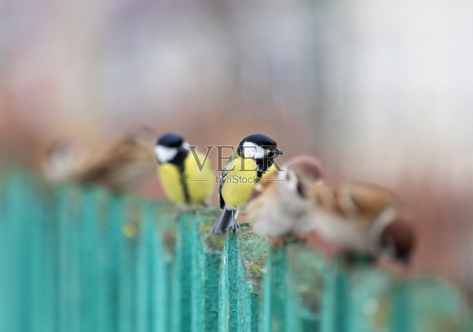 有趣的小鸟，麻雀和山雀排成一排，坐在绿色木栅栏上的花园里。照片摄影图片