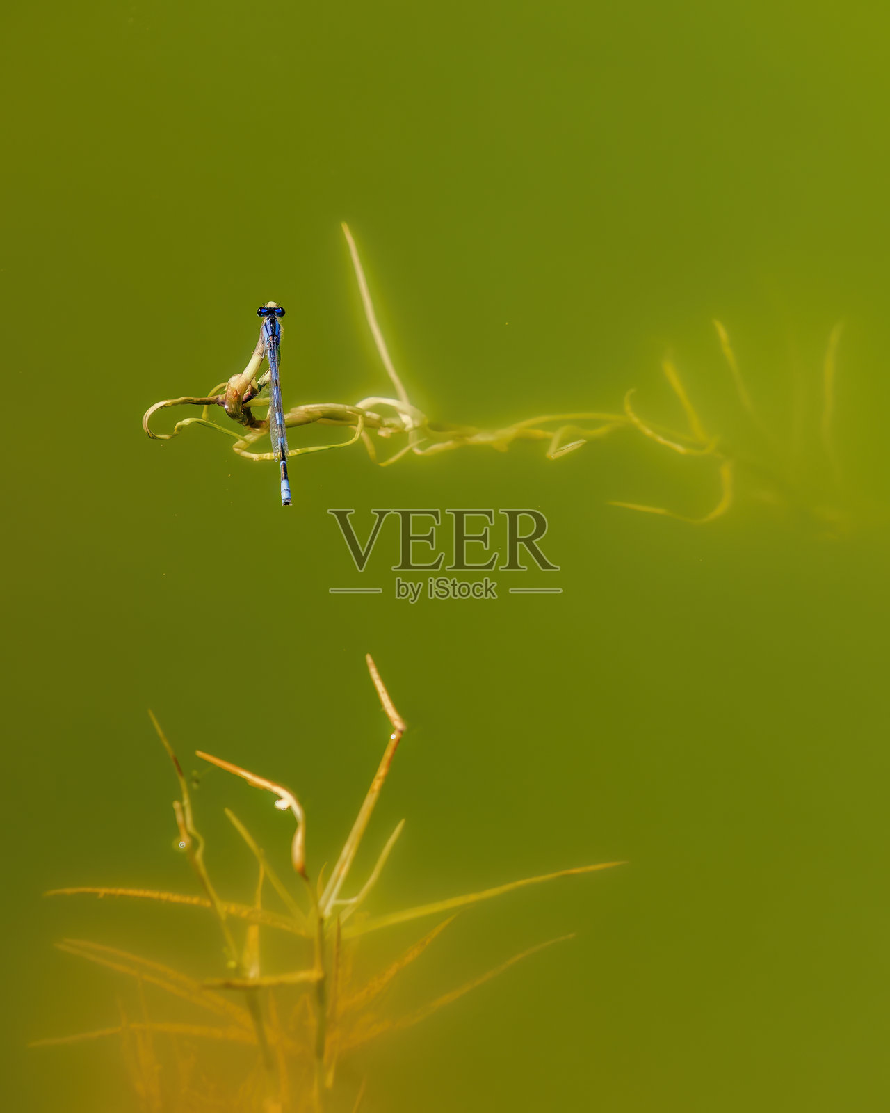 一只常见的蓝色豆娘停在漂浮在绿色水塘中的草叶上照片摄影图片