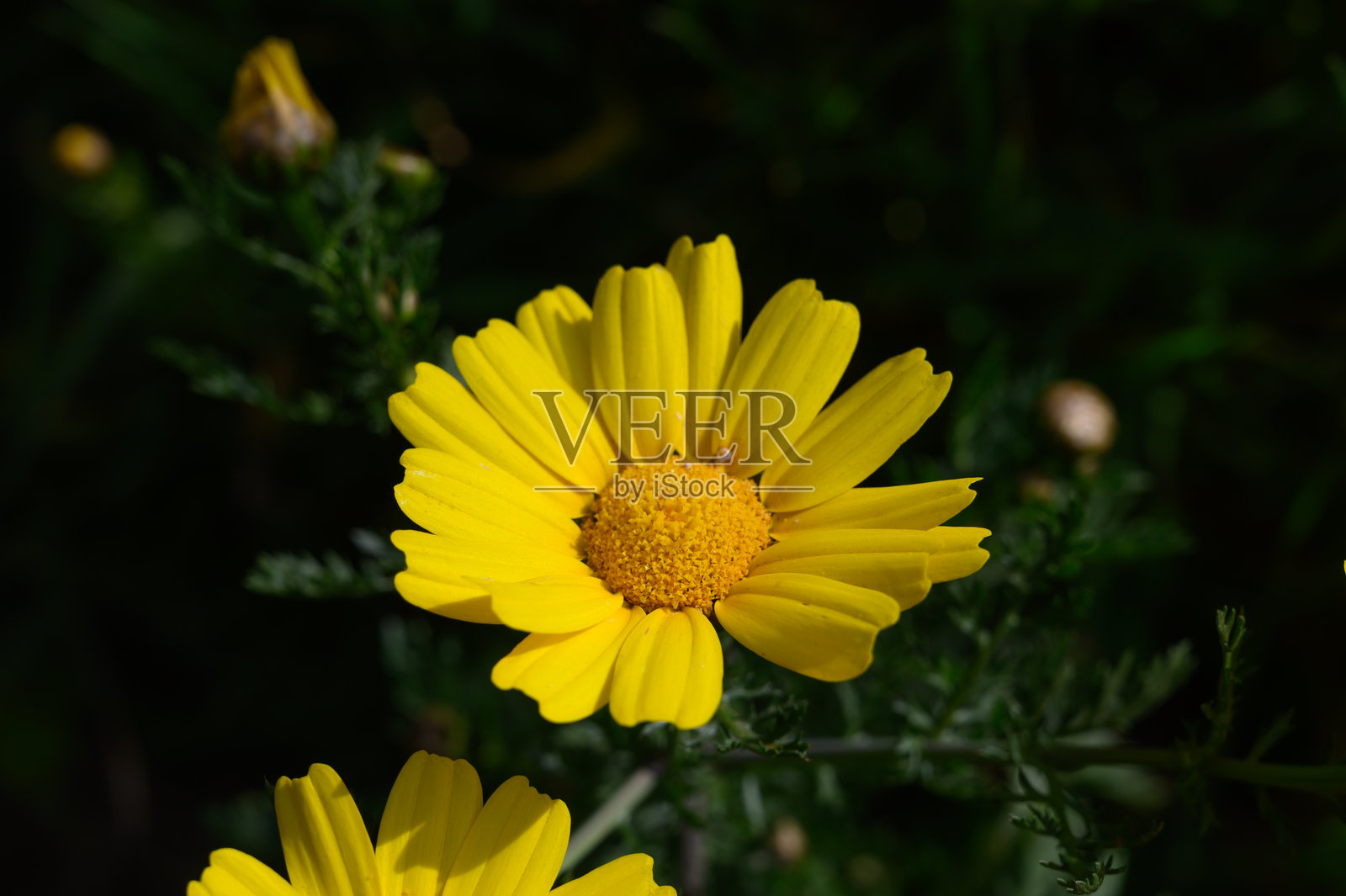 在阳光明媚的春初，鲜艳的黄色花朵在郁郁葱葱的绿叶中绽放。照片摄影图片