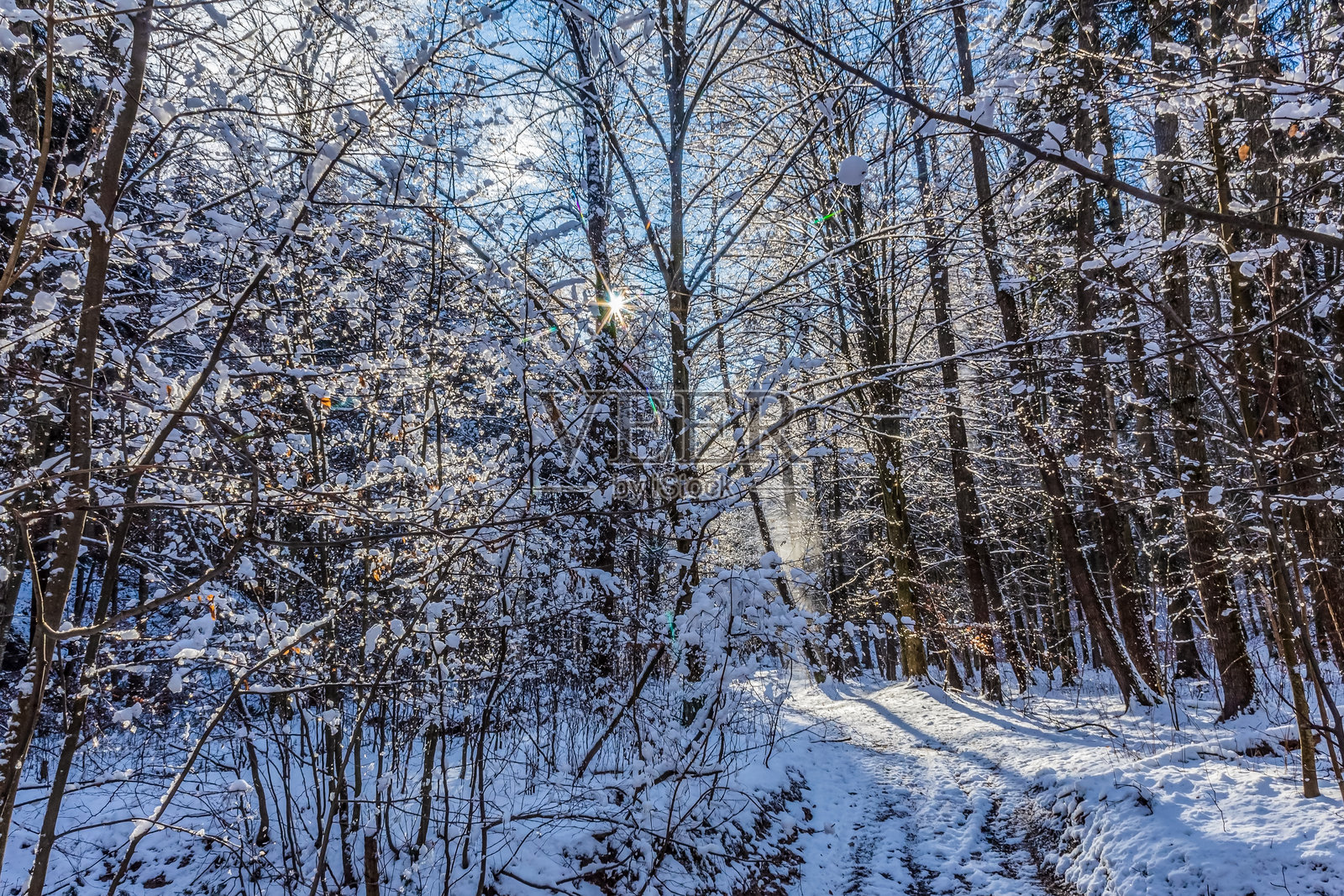 风景 - 森林 - 欧洲，罗马尼亚，苏恰瓦地区照片摄影图片