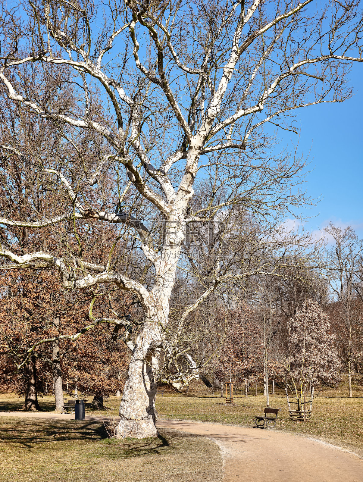 城市中心的公园，早春阳光明媚。春天。照片摄影图片