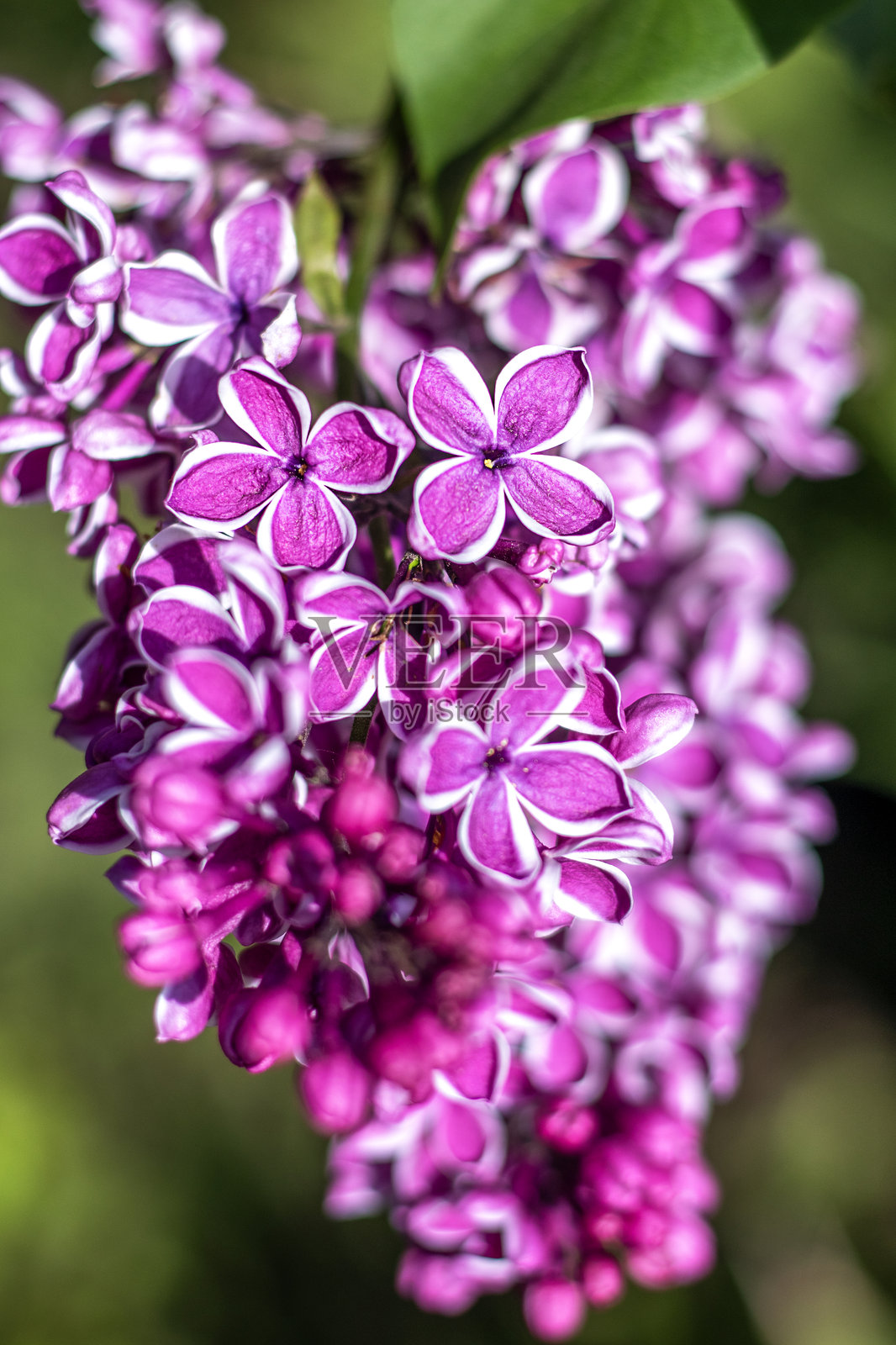 阳光明媚的花园里，紫色和白色的丁香花绽放着生动的细节照片摄影图片