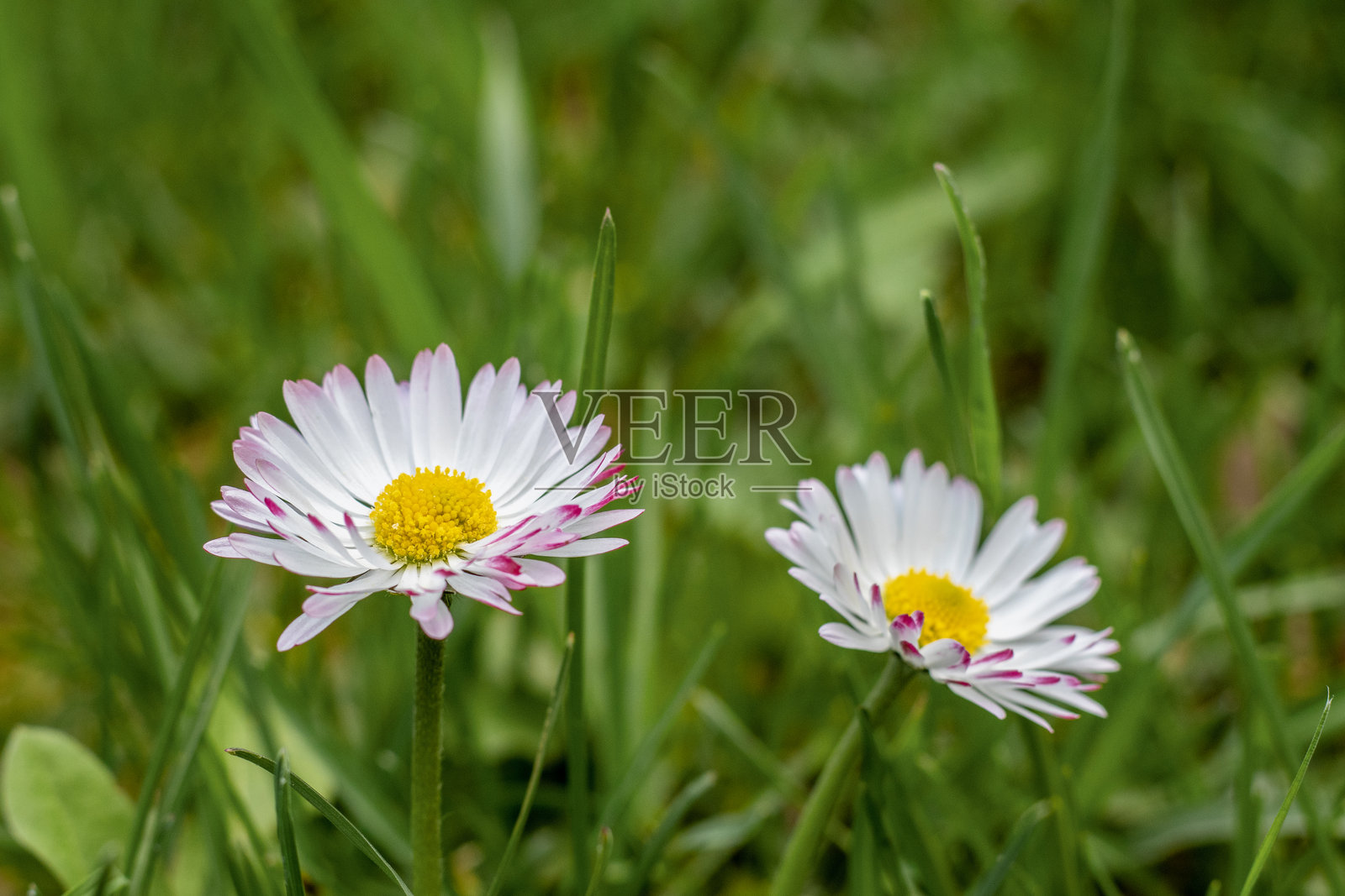 阳光下生机勃勃的绿草地上的雏菊特写照片照片摄影图片