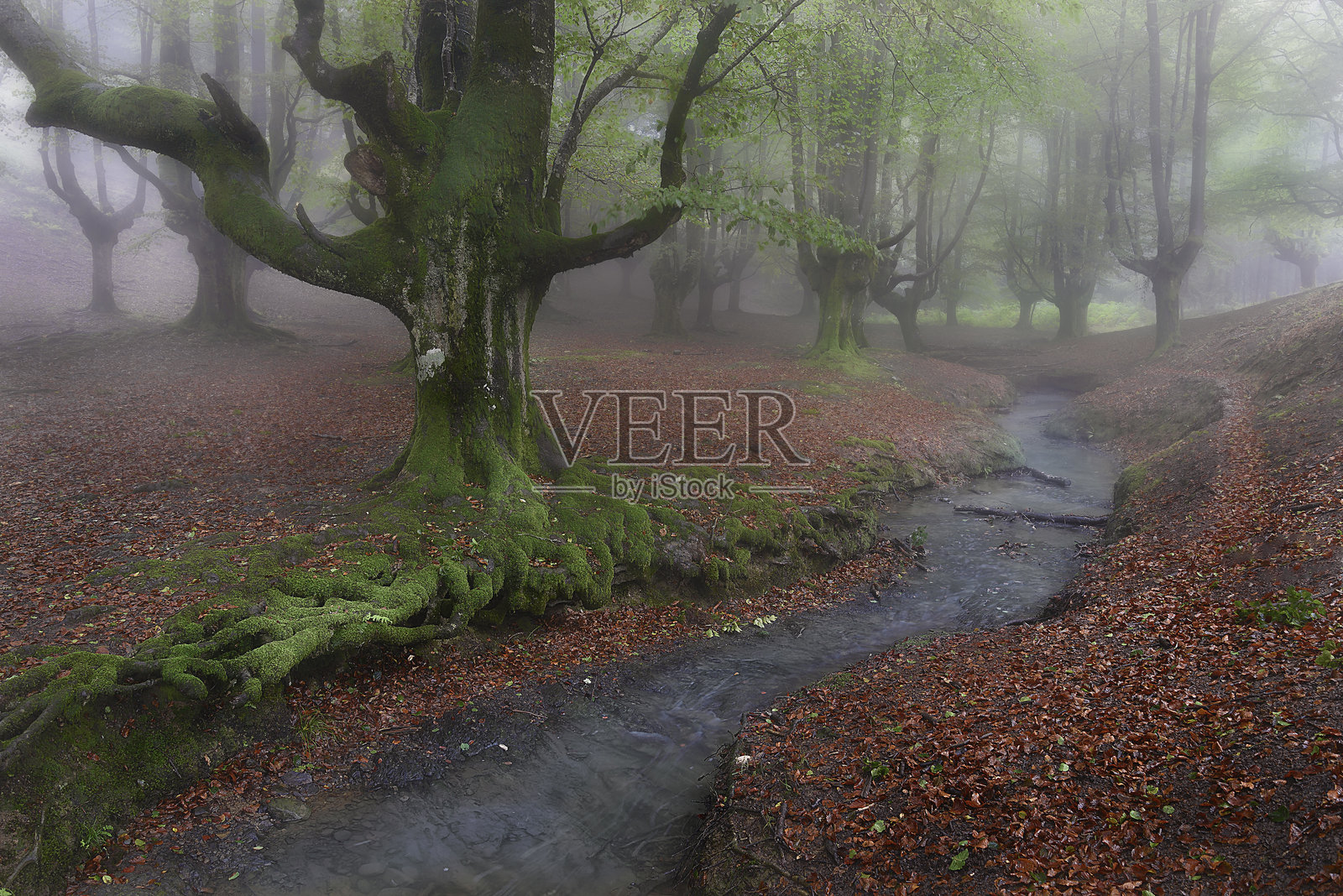 Otzarreta山毛榉森林照片摄影图片