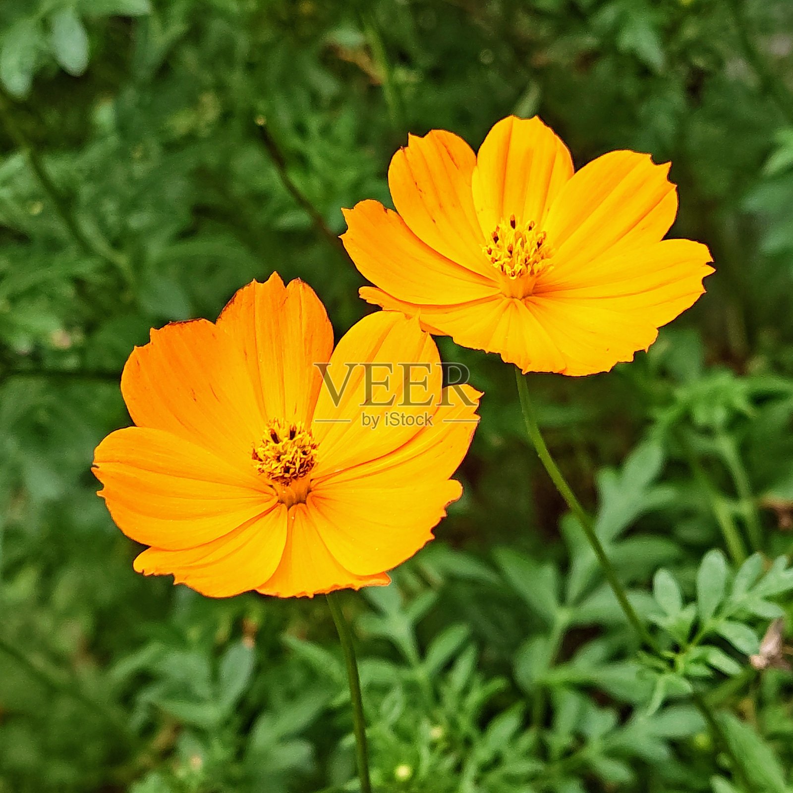 宇宙花照片摄影图片