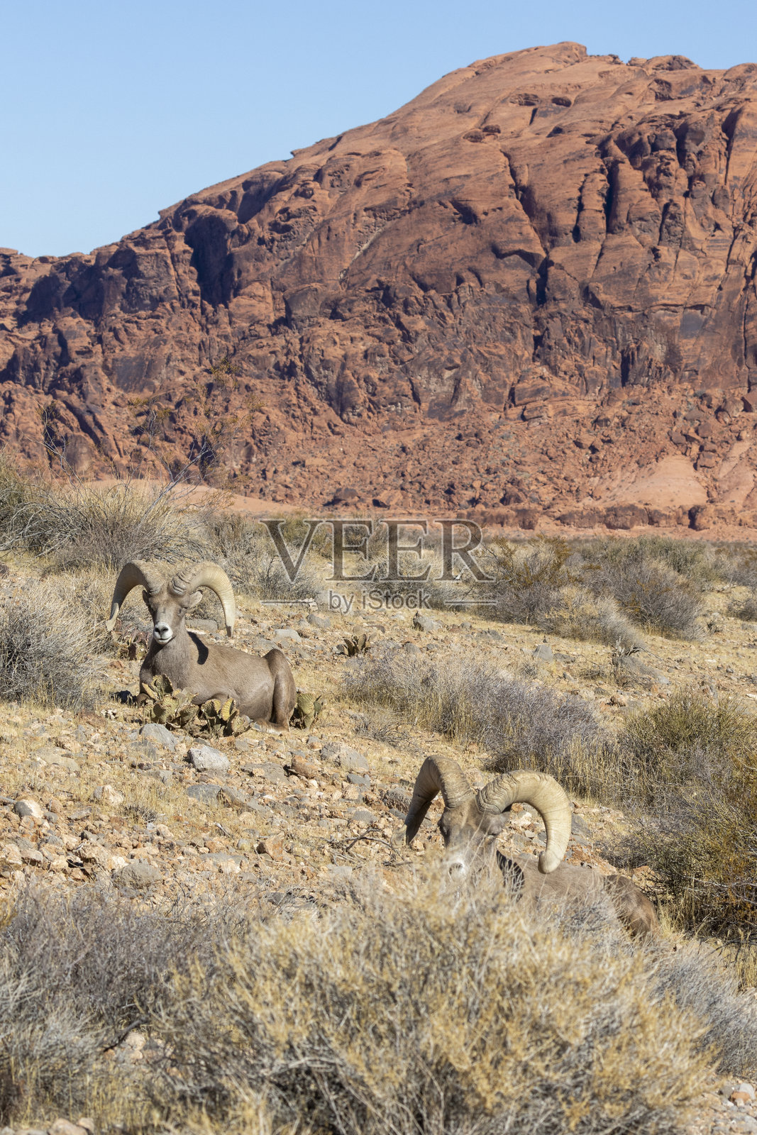 内华达沙漠中的沙漠大角羊公羊照片摄影图片