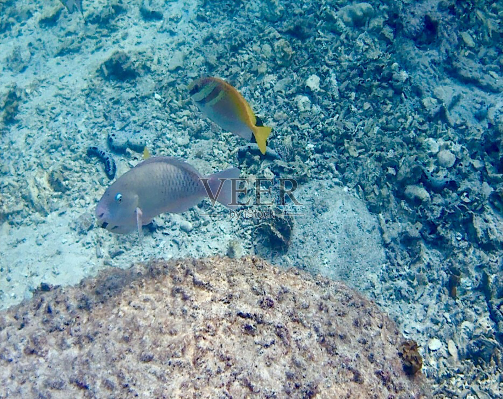 泰国科陶的鱼照片摄影图片