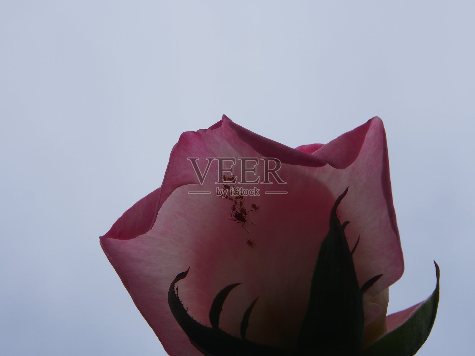 玫瑰上的蚜虫照片摄影图片