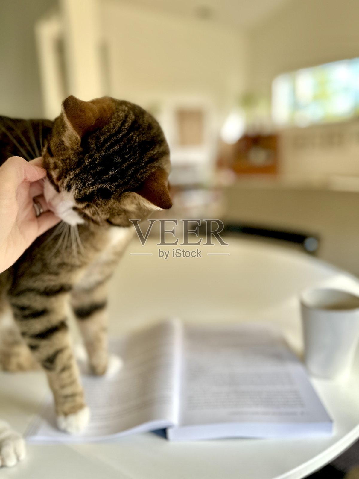 在书本上抚摸猫咪照片摄影图片