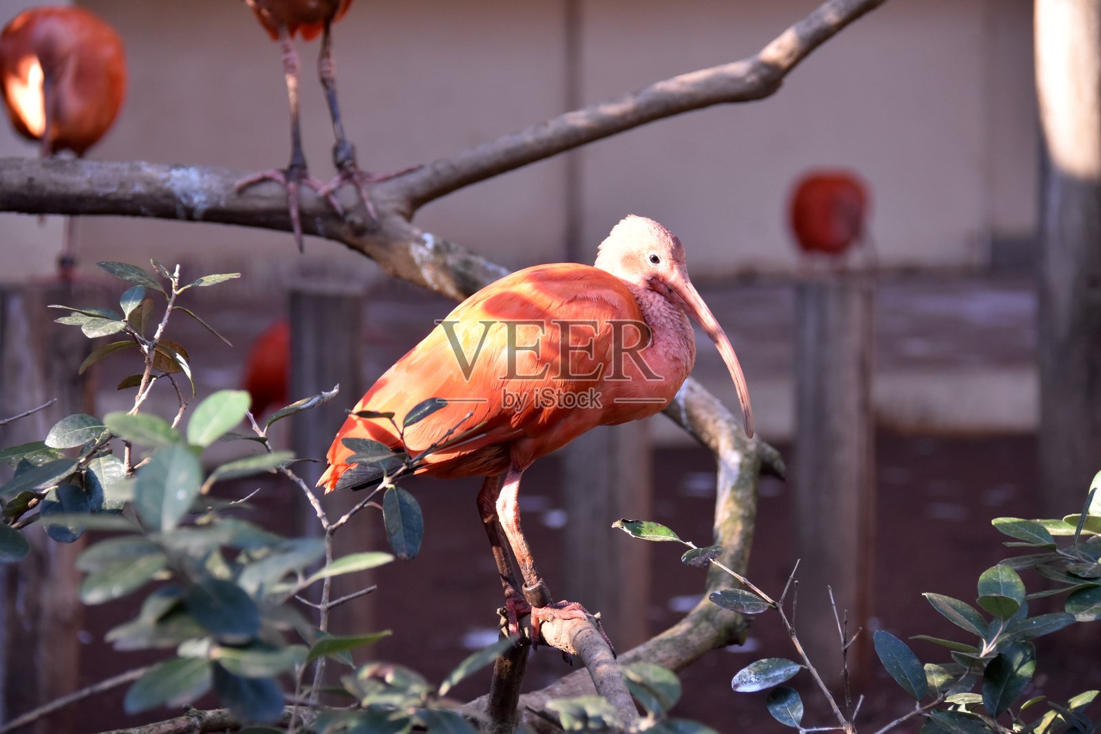 红鹮照片摄影图片