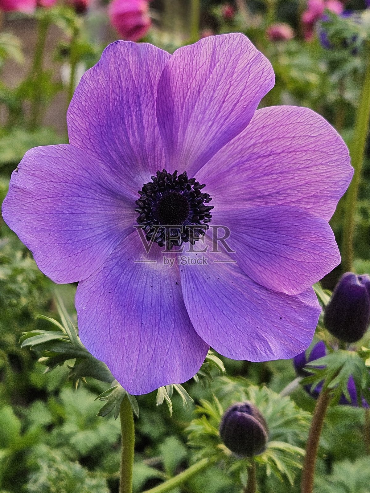 紫色海葵花特写照片摄影图片