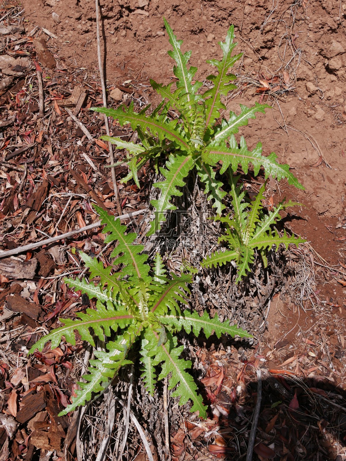 礼物-生菜照片摄影图片
