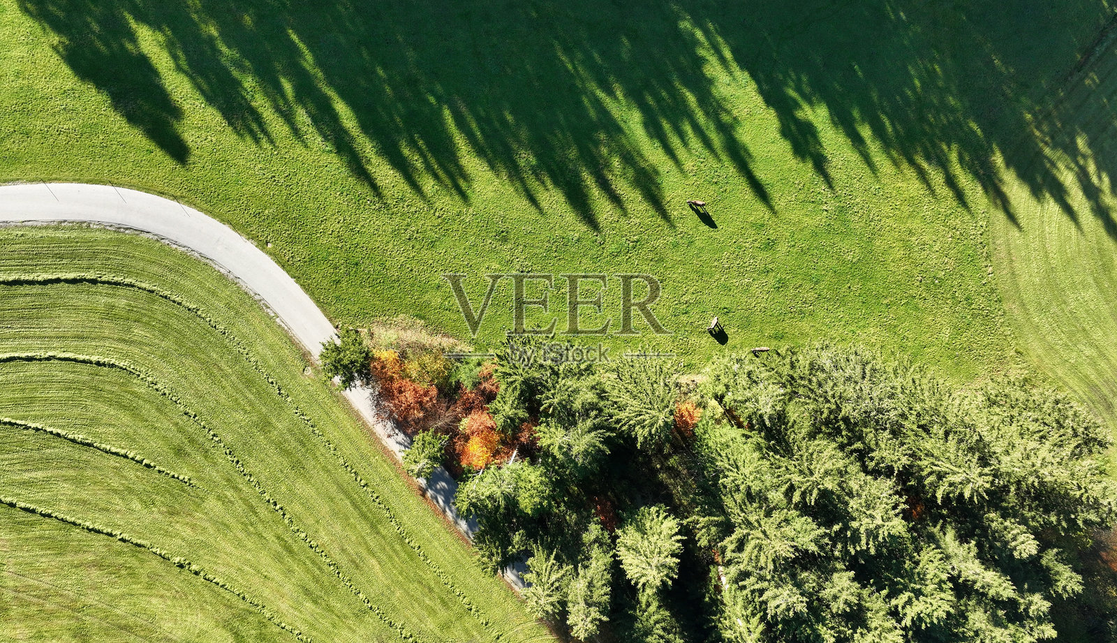 秋季田野和牛群的公路无人机拍摄照片摄影图片