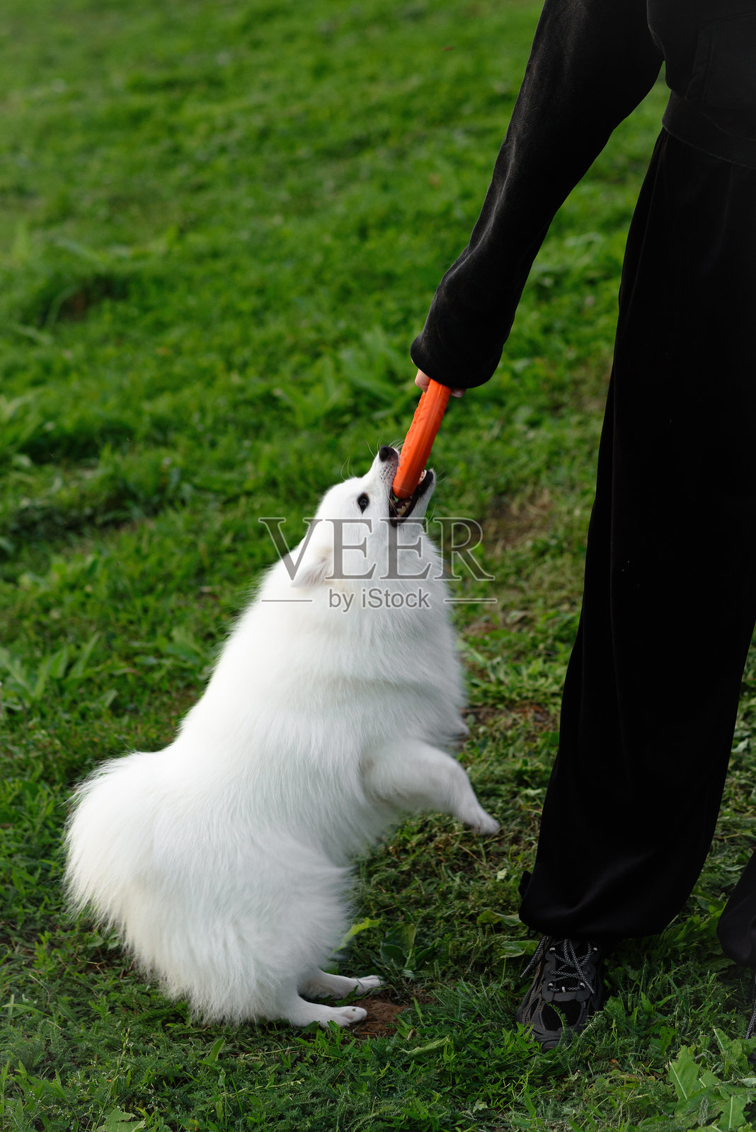 白狗仰望着主人照片摄影图片