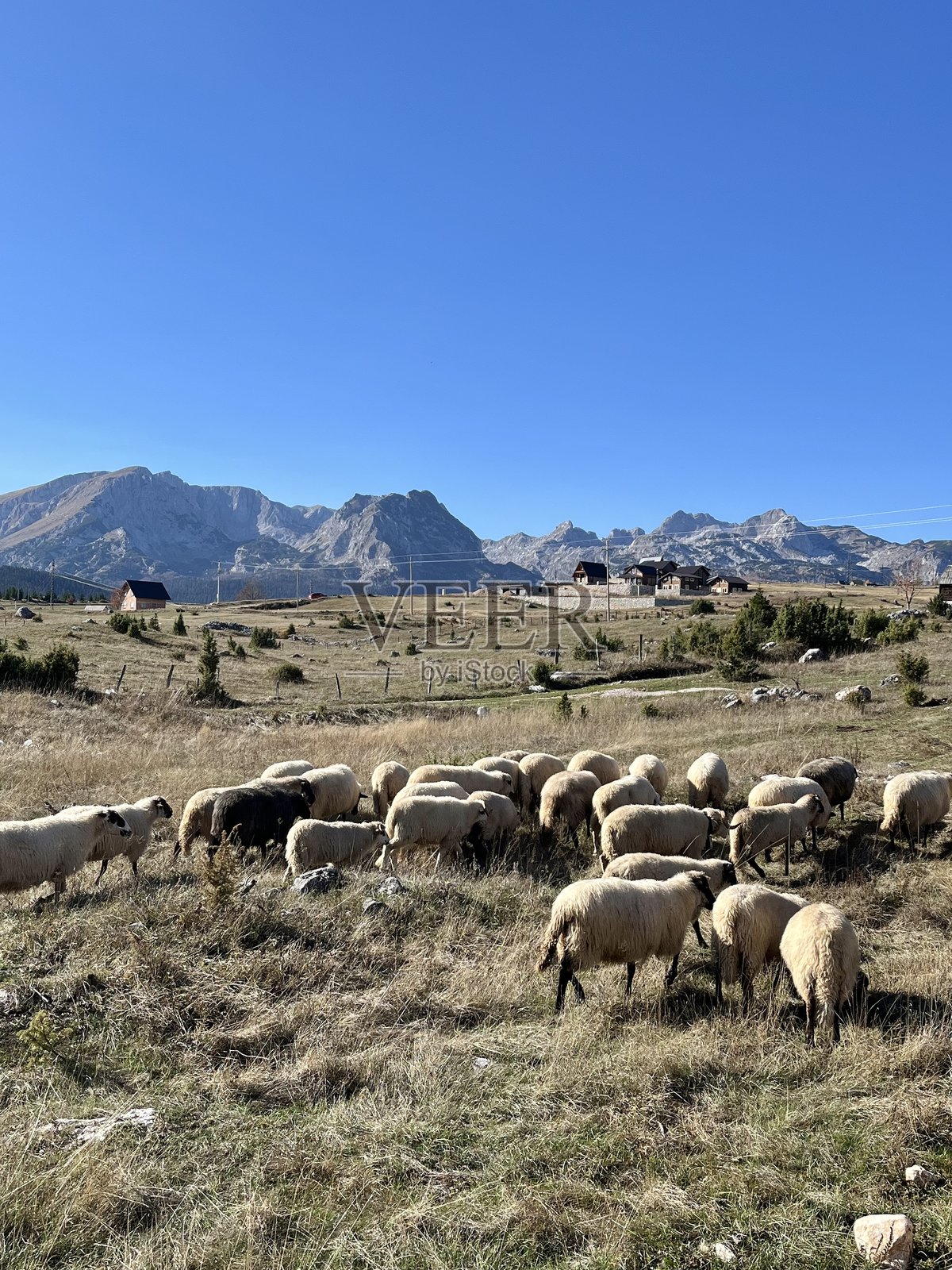 一群羊在阳光明媚的日子里在田野上吃草，背景是黑山的山脉，巴尔干地区。照片摄影图片