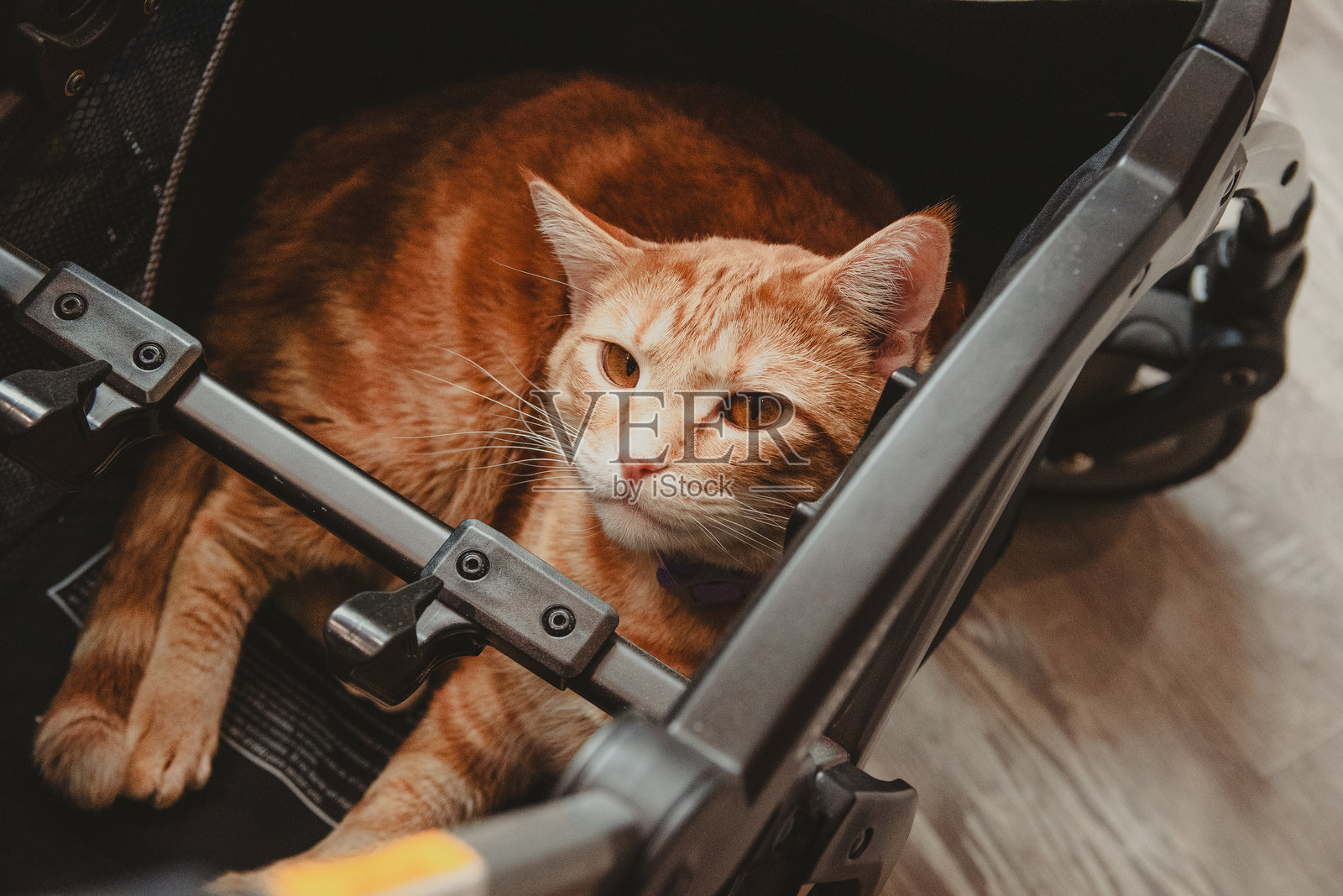 橘色猫照片摄影图片