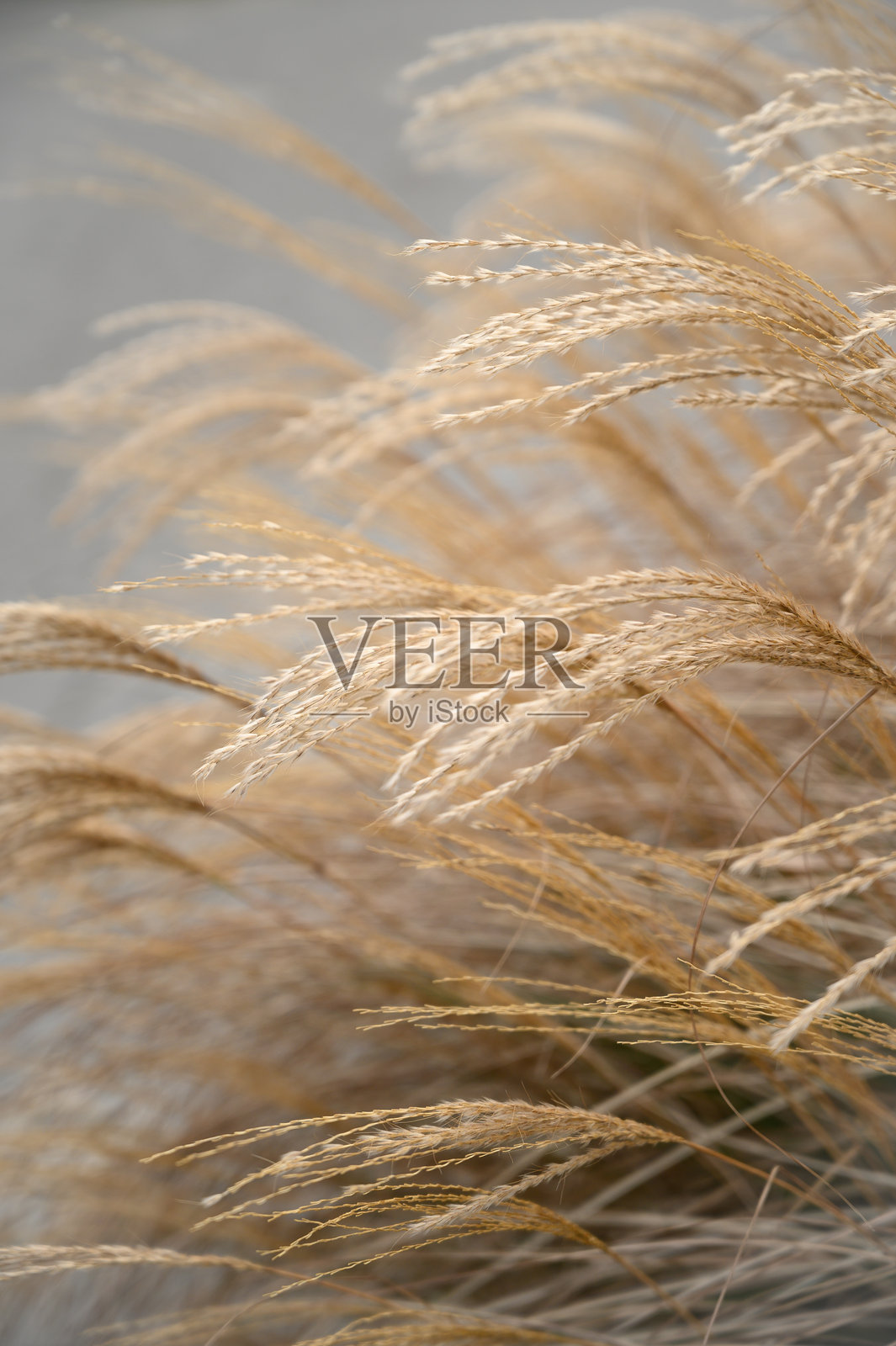 柔和阳光下的金色野草，营造出宁静的自然背景照片摄影图片