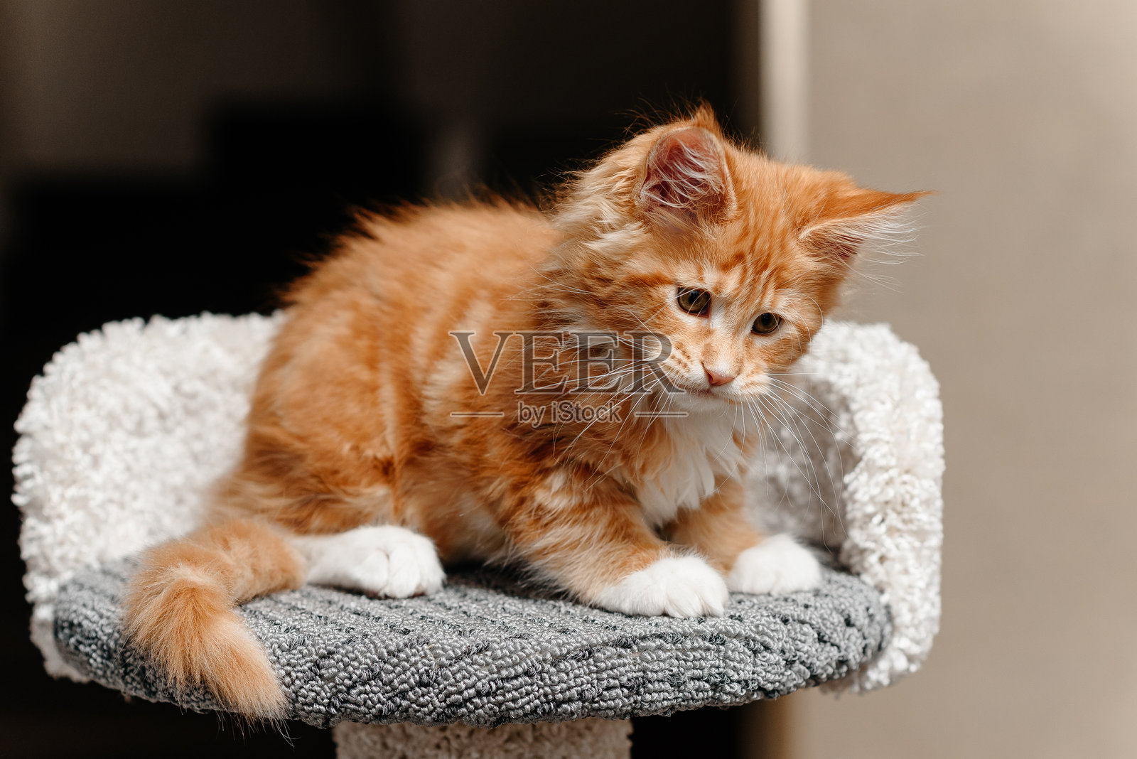 姜黄色的缅因猫小猫在家里玩耍照片摄影图片