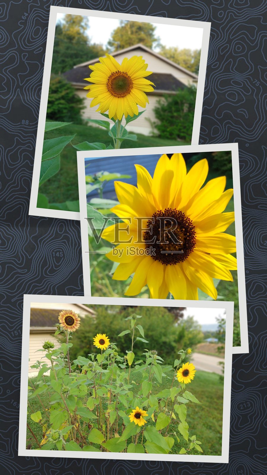 向日葵拼贴画照片摄影图片