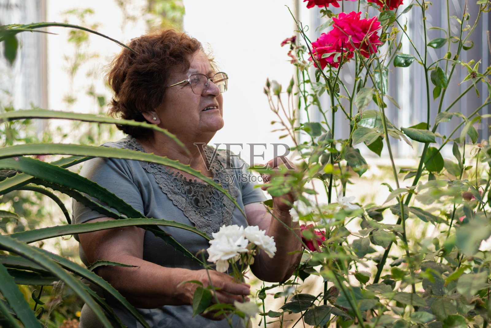 公园里花丛中的年长拉丁裔女性照片摄影图片