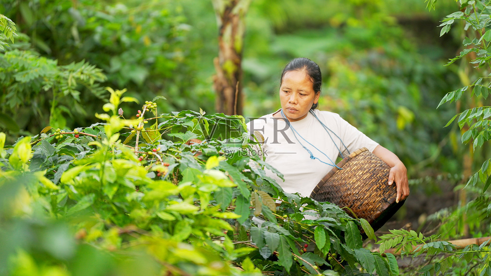 农民在农场收获阿拉比卡咖啡果，使用传统篮子照片摄影图片