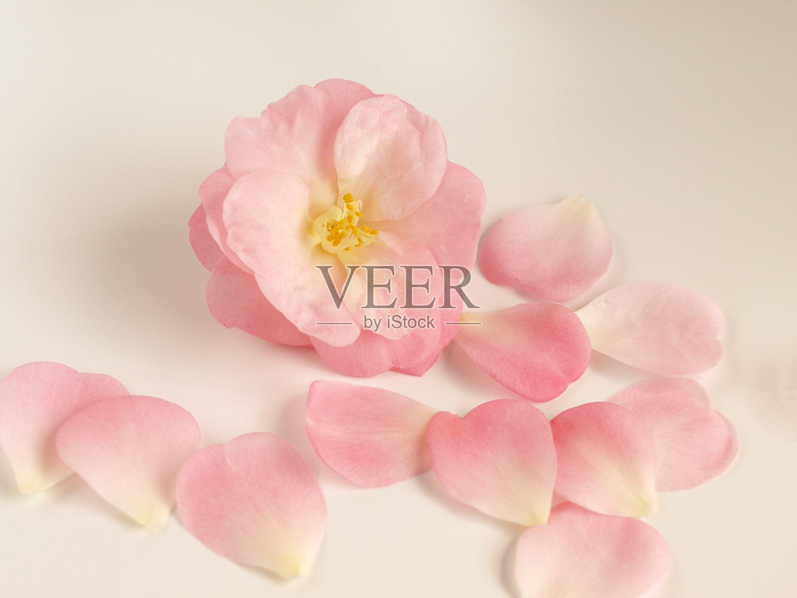 白色背景上的山茶花。照片摄影图片