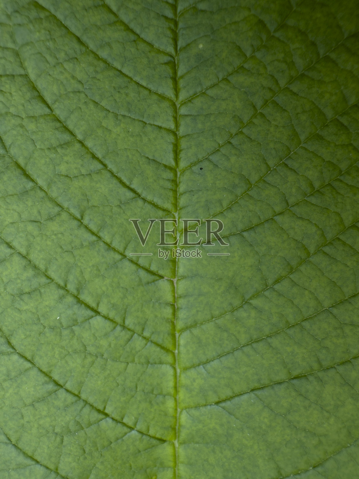 绿茶科植物叶子特写，展现自然纹理图案照片摄影图片