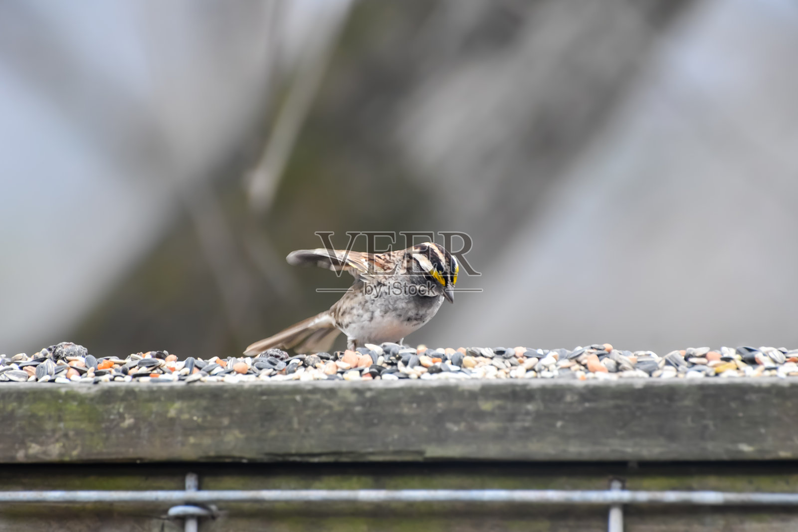 白喉雀拍打翅膀照片摄影图片