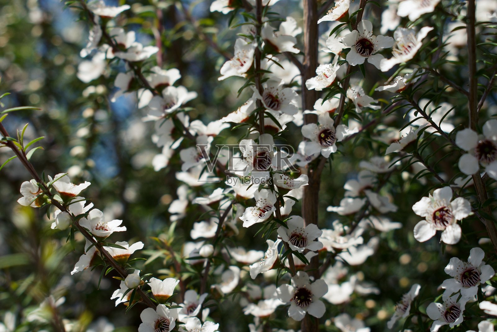 开花的麦卢卡（Leptospermum scoparium）茶树照片摄影图片