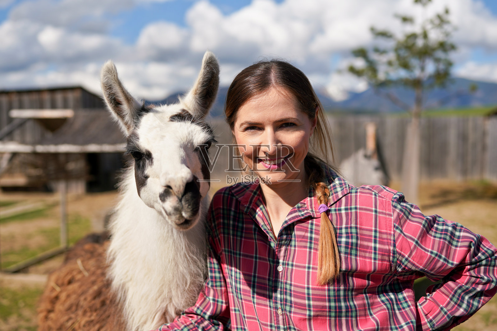 年轻女性穿着衬衫，站在动物园的白色美洲驼旁，阳光明媚，微笑着摆姿势拍照照片摄影图片