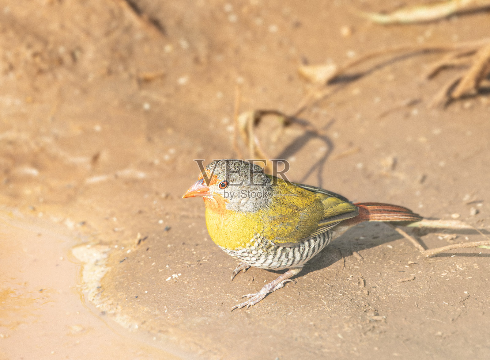 绿翅小雀，学名：Pytilia melba，雄性：坦桑尼亚塔兰吉雷国家公园照片摄影图片