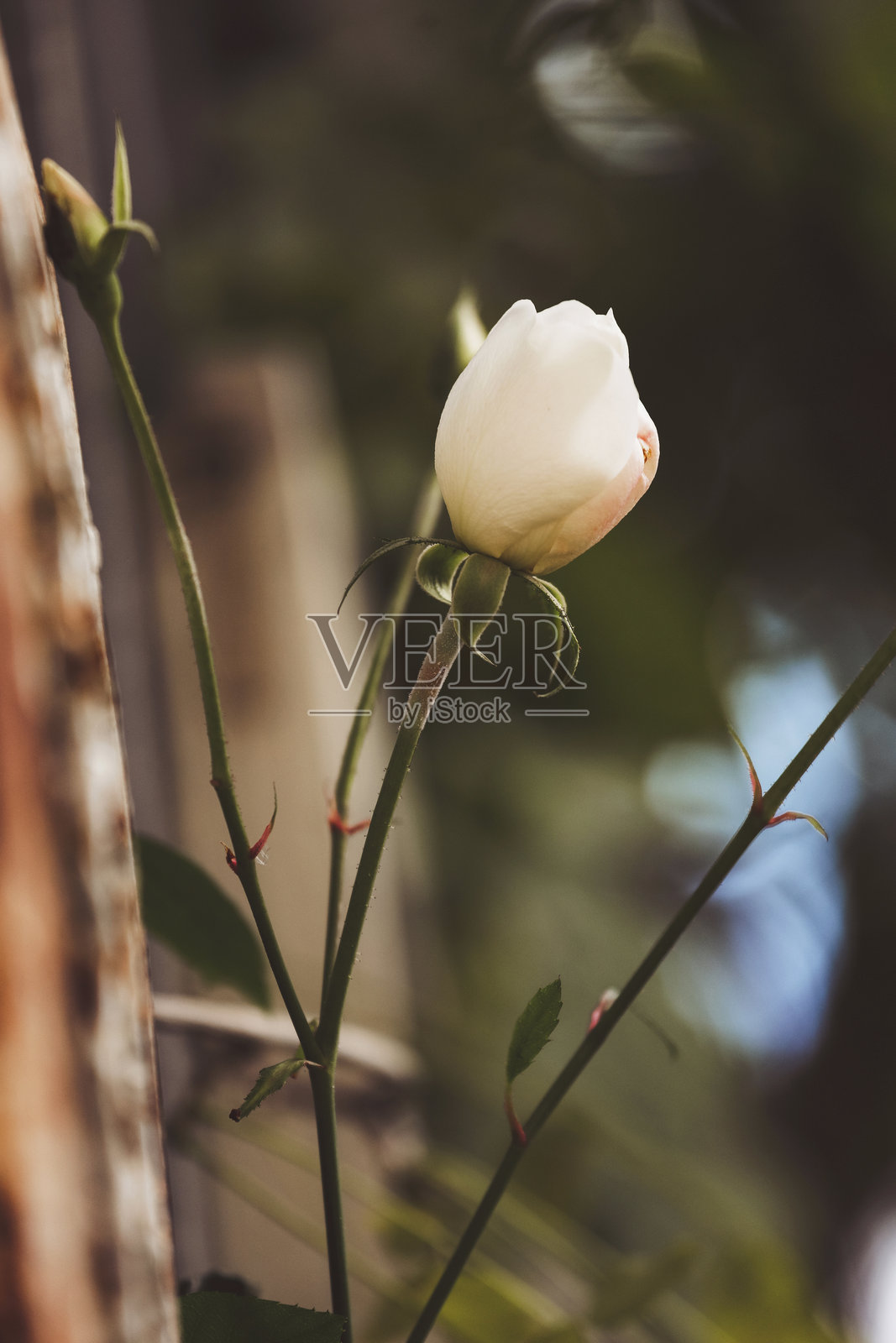 花园中的粉色玫瑰照片摄影图片