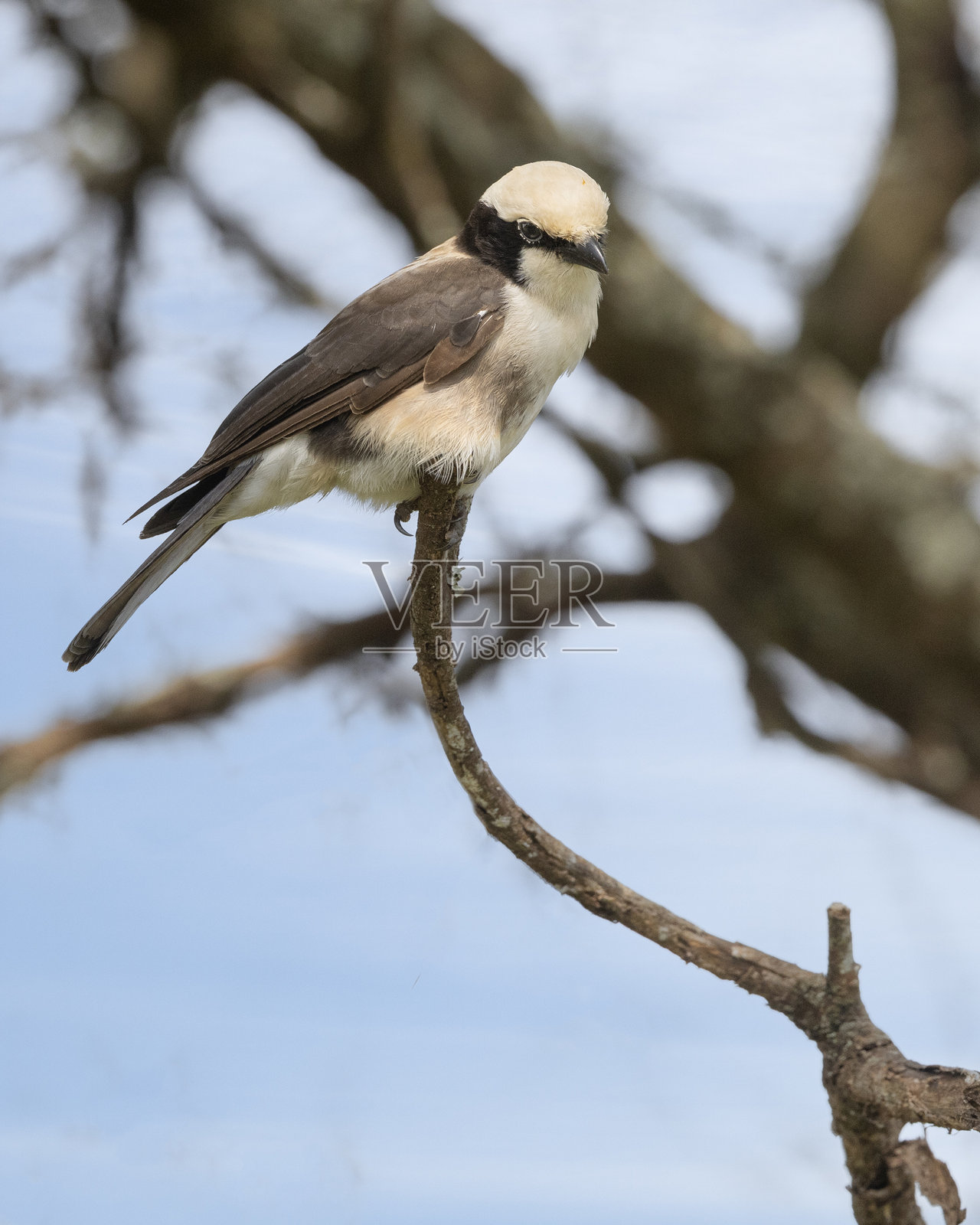 北白顶伯劳，欧氏顶伯劳：坦桑尼亚塔兰吉尔国家公园照片摄影图片