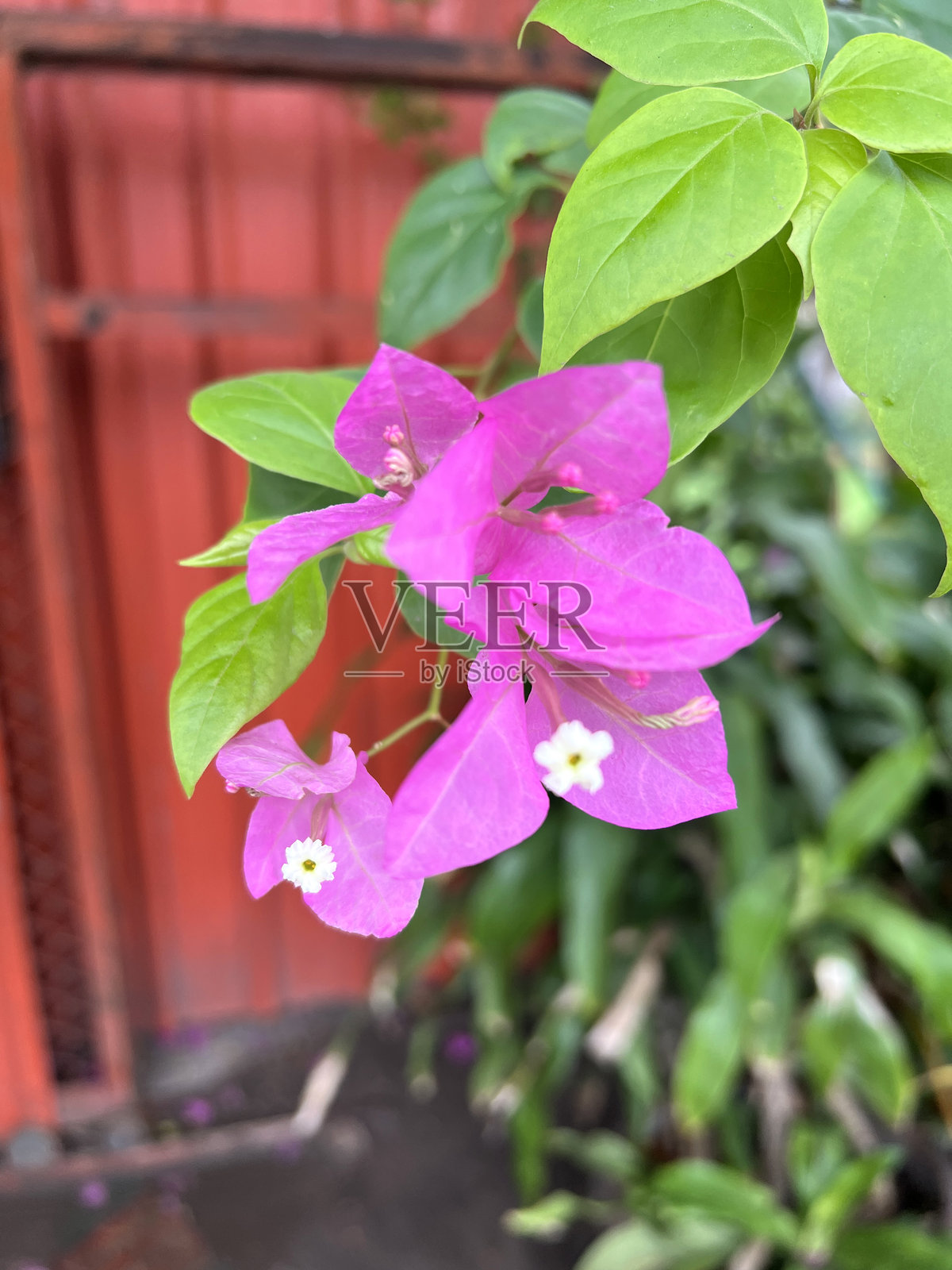 九重葛花照片摄影图片