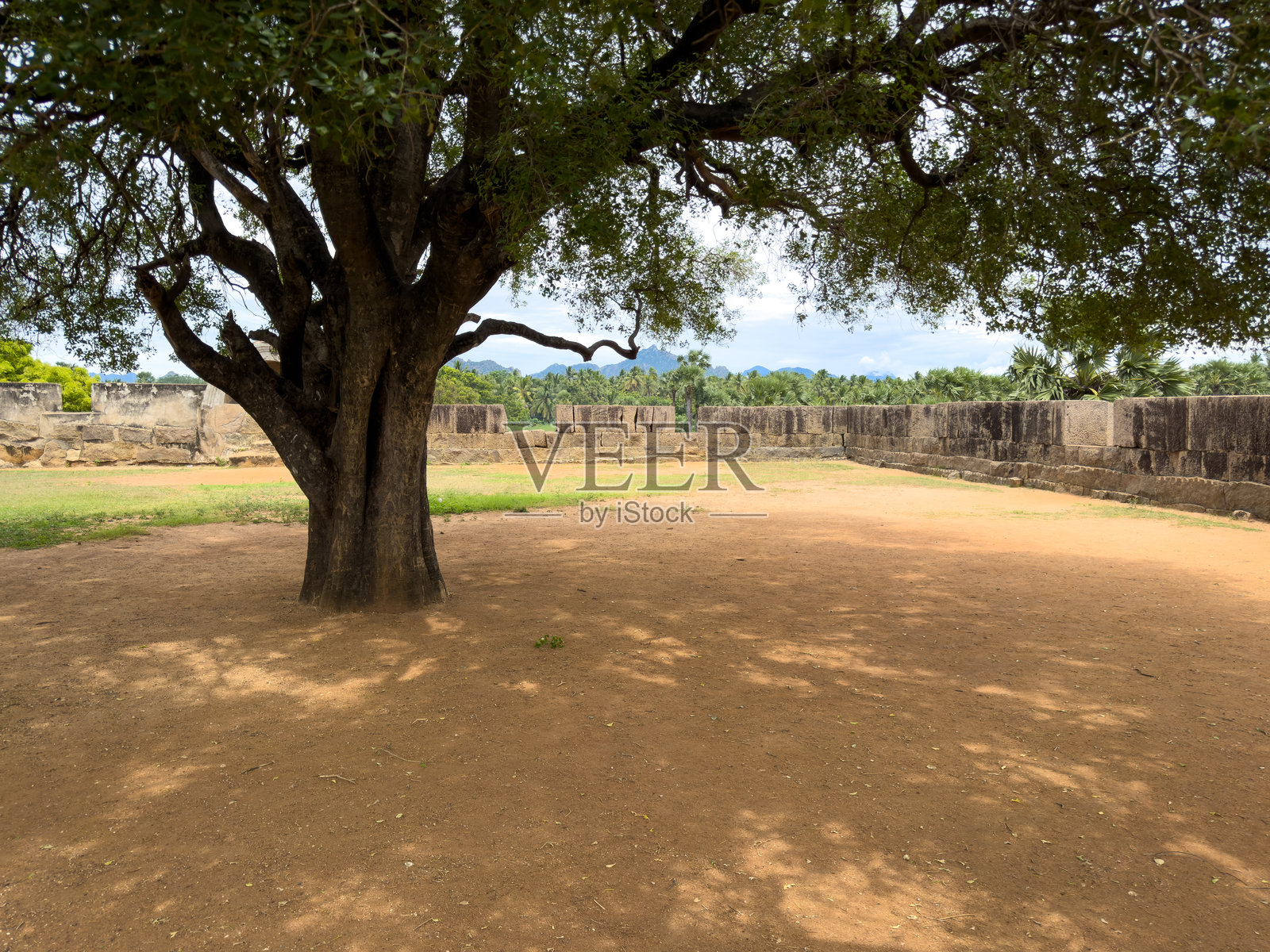 位于泰米尔纳德邦坎亚库马里区的瓦塔科泰堡内的巨大树木，这座宏伟的堡垒是为了海岸防御而建，建于昔日特拉凡科尔王国统治时期。照片摄影图片