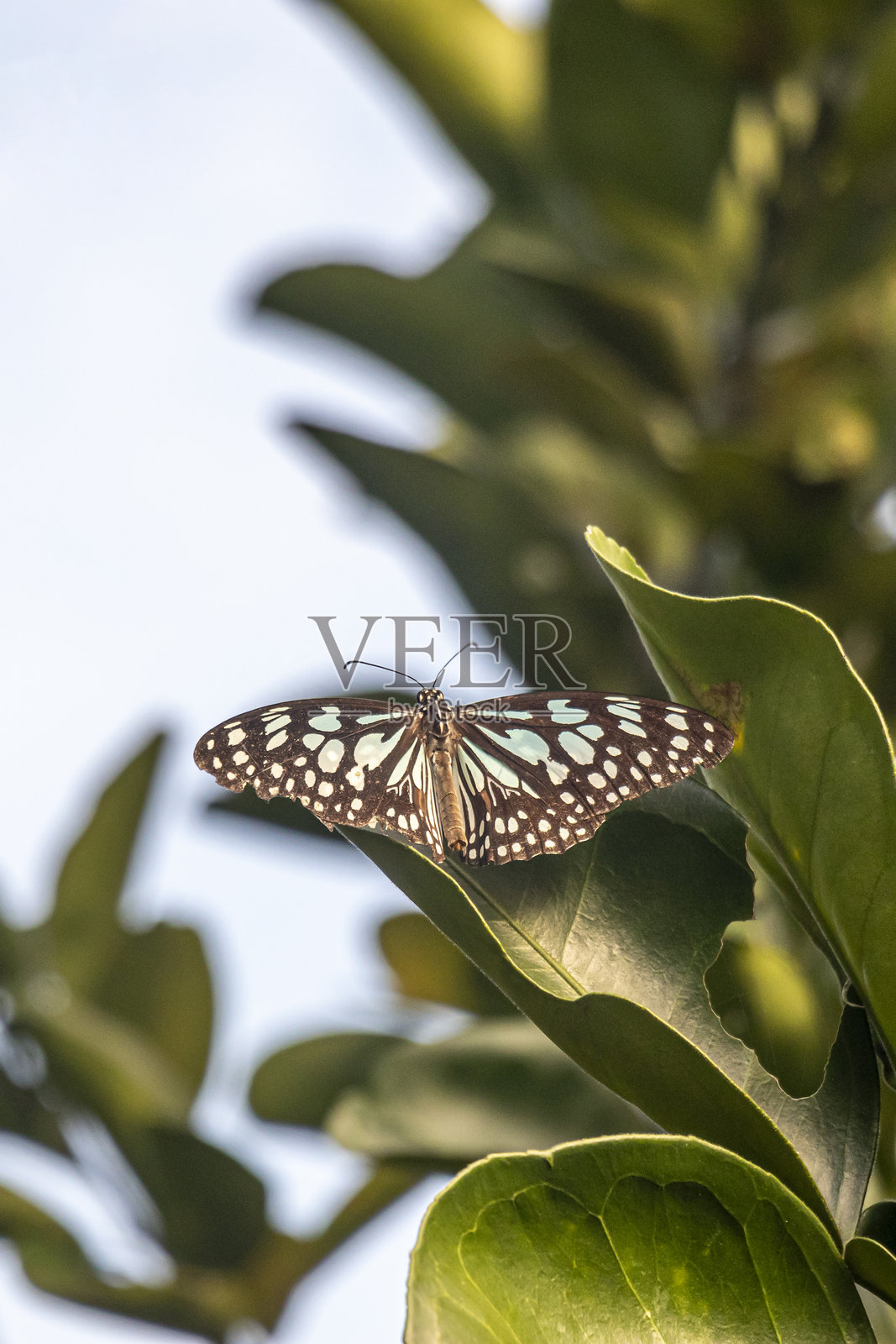 一只黑白相间的蝴蝶栖息在葡萄柚叶上照片摄影图片
