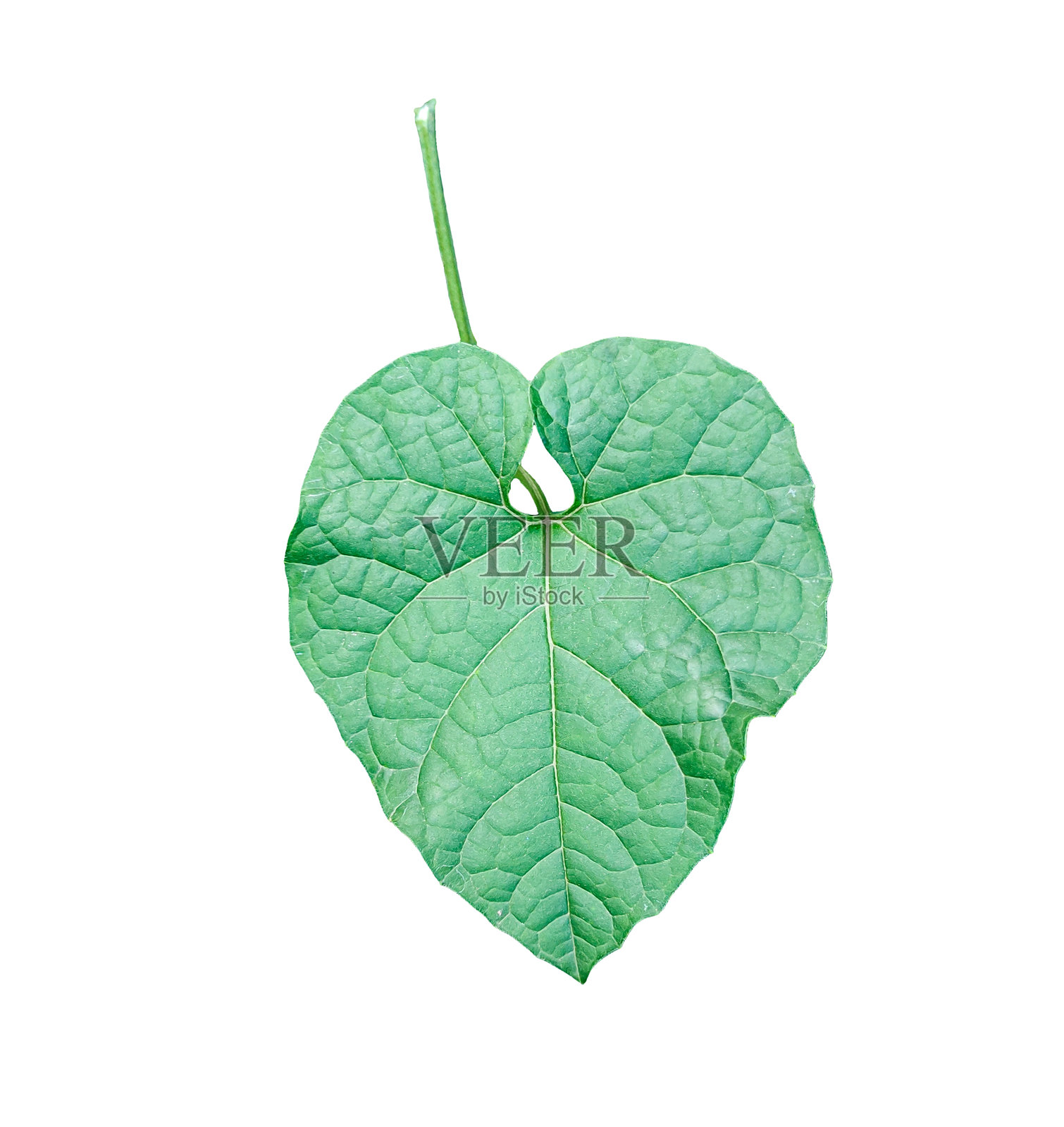 一片绿色的叶子，透明背景，心形绿色叶子在PNG背景上，孤立的绿色叶子照片摄影图片
