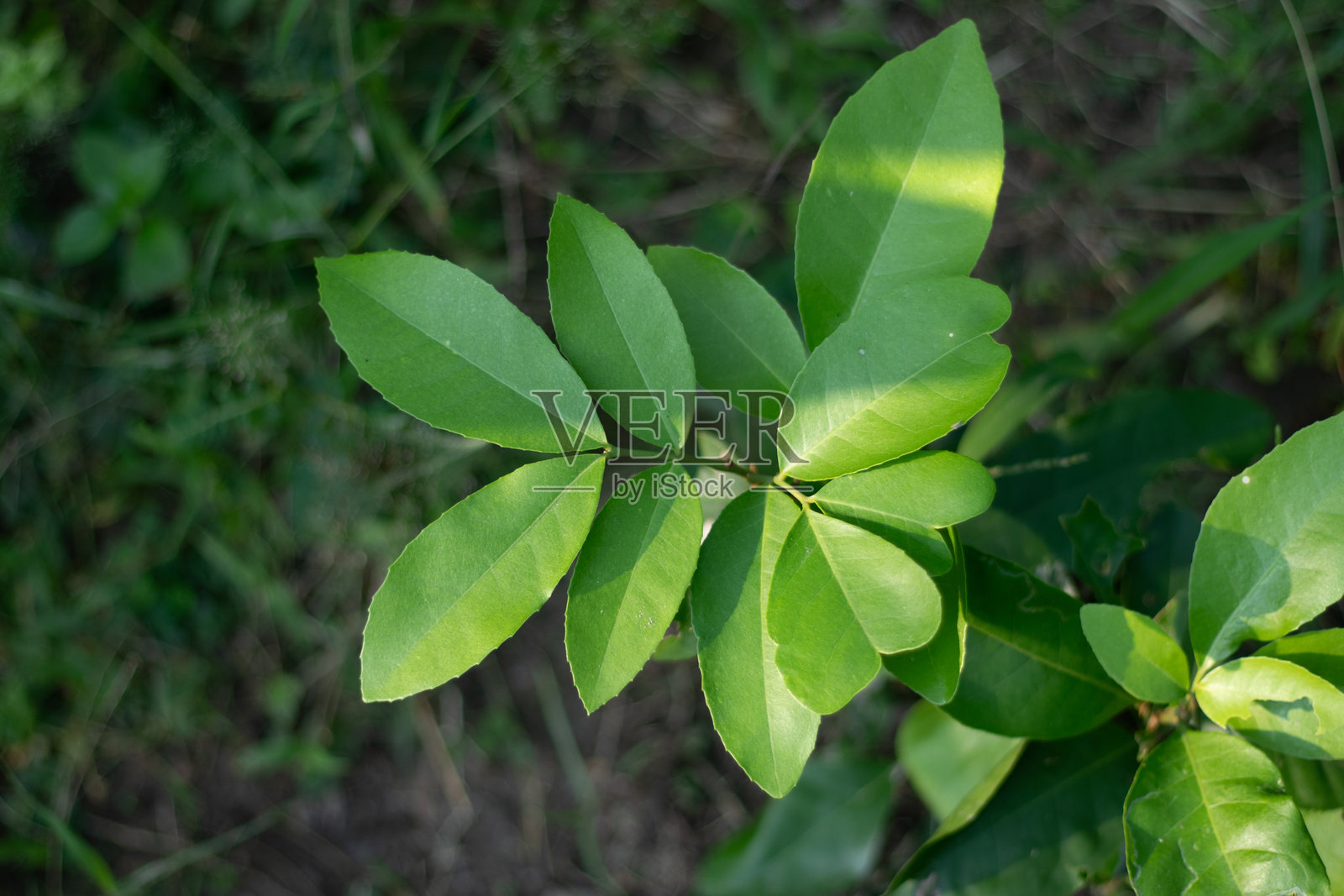 这是柠檬树的叶子。柠檬叶用于制作雪葩。照片摄影图片