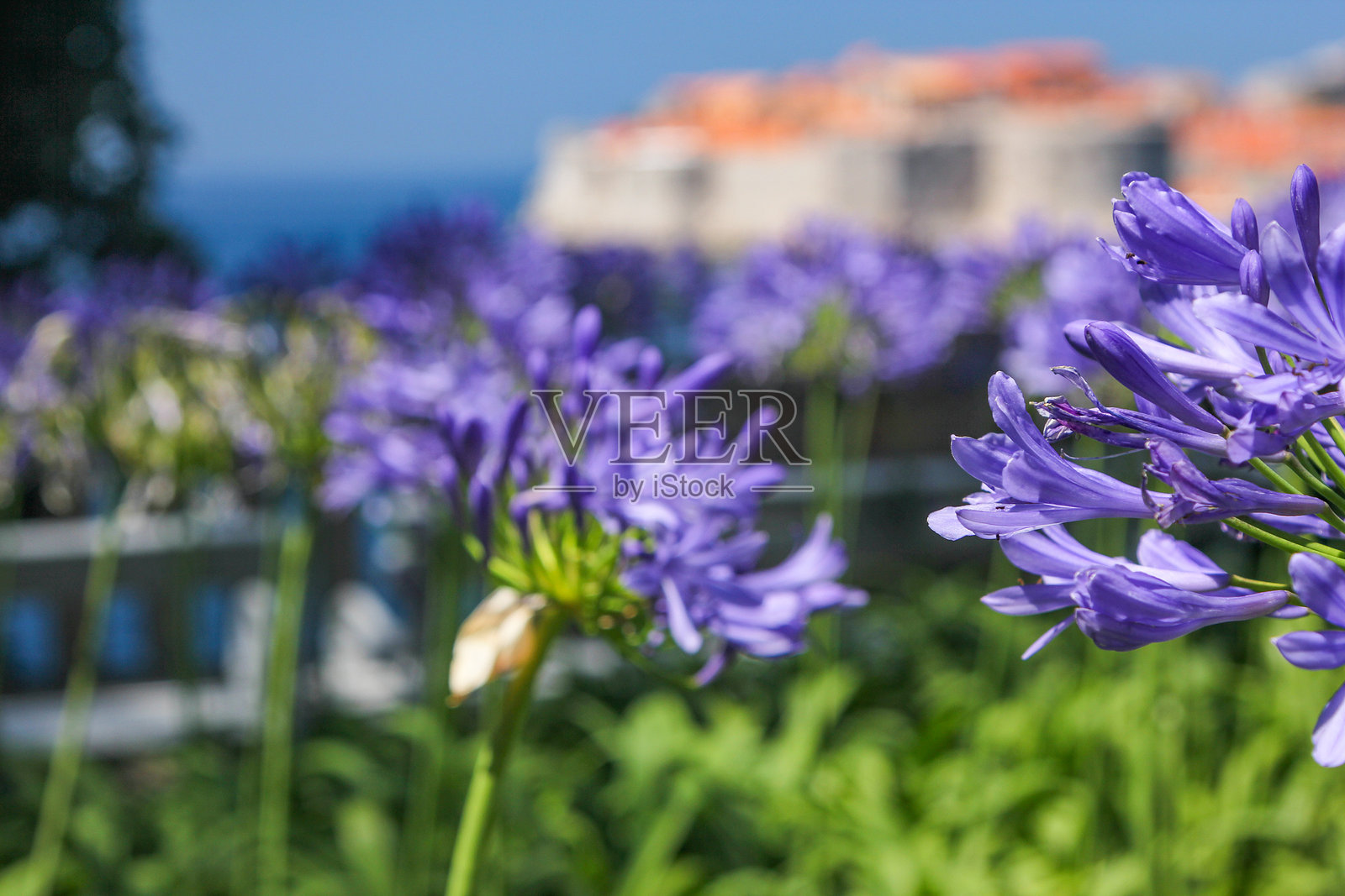 克罗地亚达尔马提亚地区杜布罗夫尼克-内雷特瓦县的尼罗河百合（非洲百合）照片摄影图片