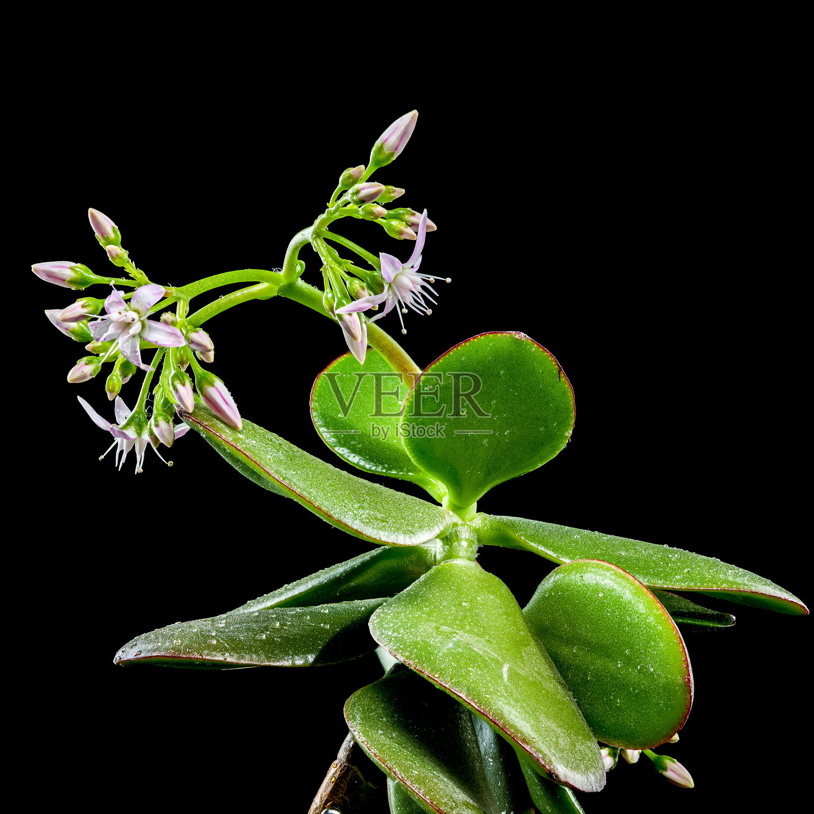 黑色背景上的绿色多肉植物与含苞待放的花朵照片摄影图片