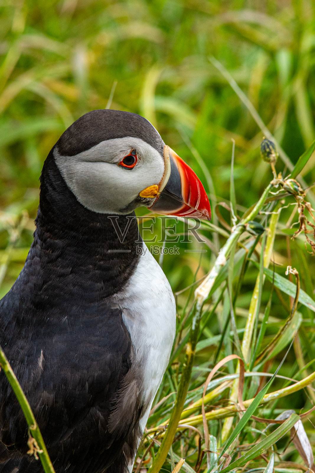 野生大西洋海雀在苏格兰斯塔法岛的悬崖边上筑巢。照片摄影图片