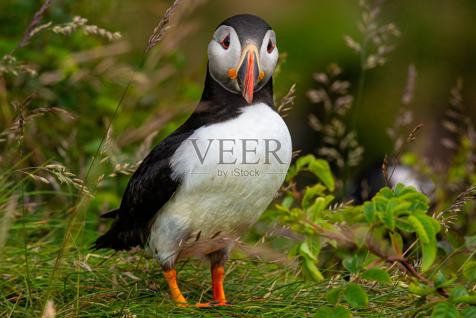 野生大西洋海雀在苏格兰斯塔法岛的悬崖边上筑巢。照片摄影图片